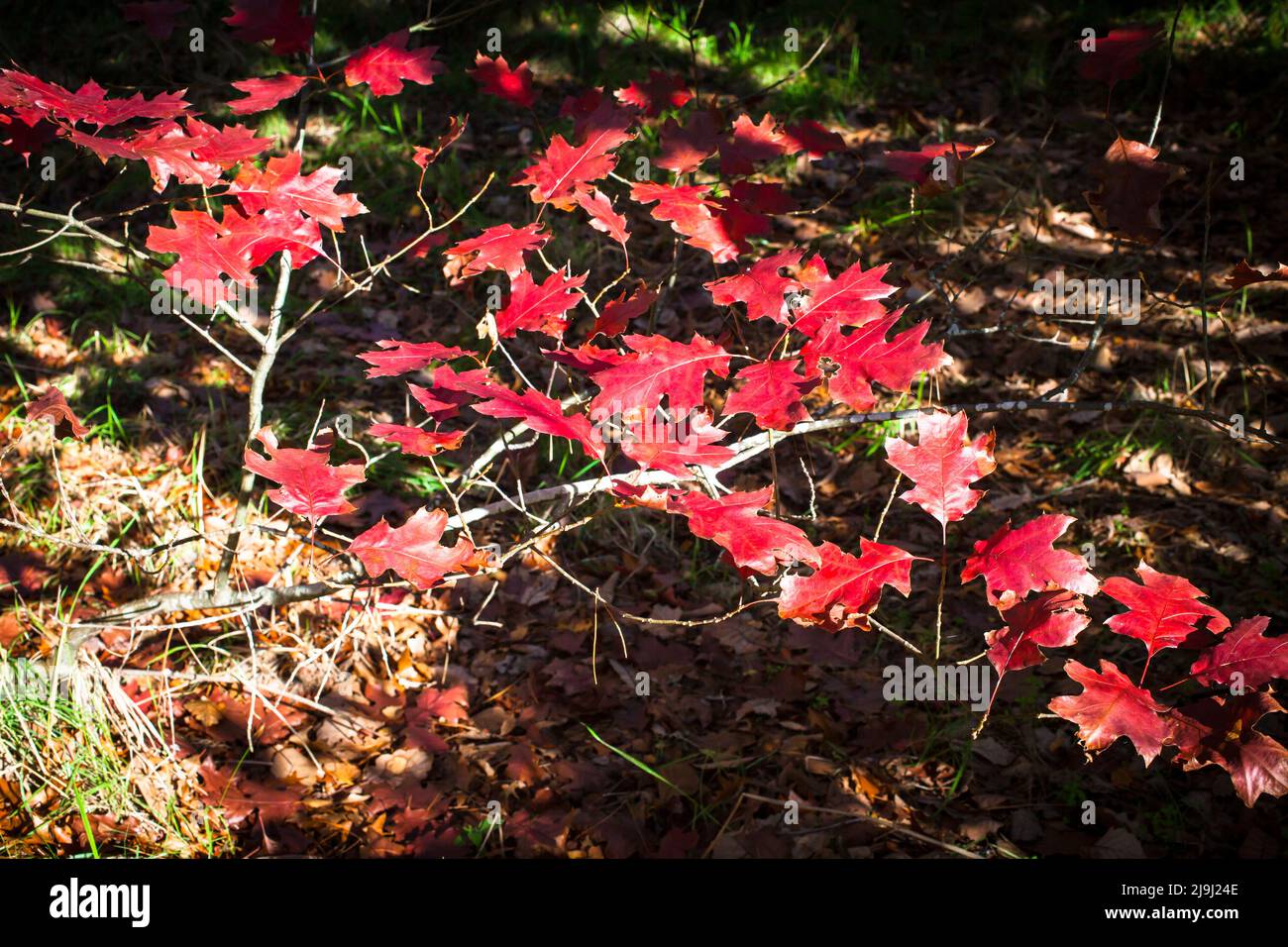 Herbstblätter, von einem Eichenkernling: Ich liebe diese satten Herbstfarben einfach. Stockfoto
