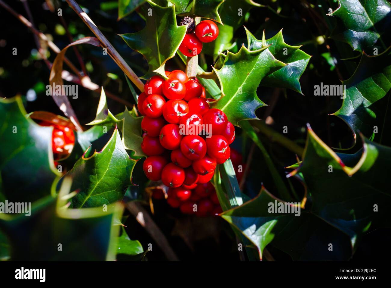 Holly Bush (Ilex aquifolium) erstrahlt mit seinen blutroten Herbstbeeren und zerklüfteten Blättern. Stockfoto
