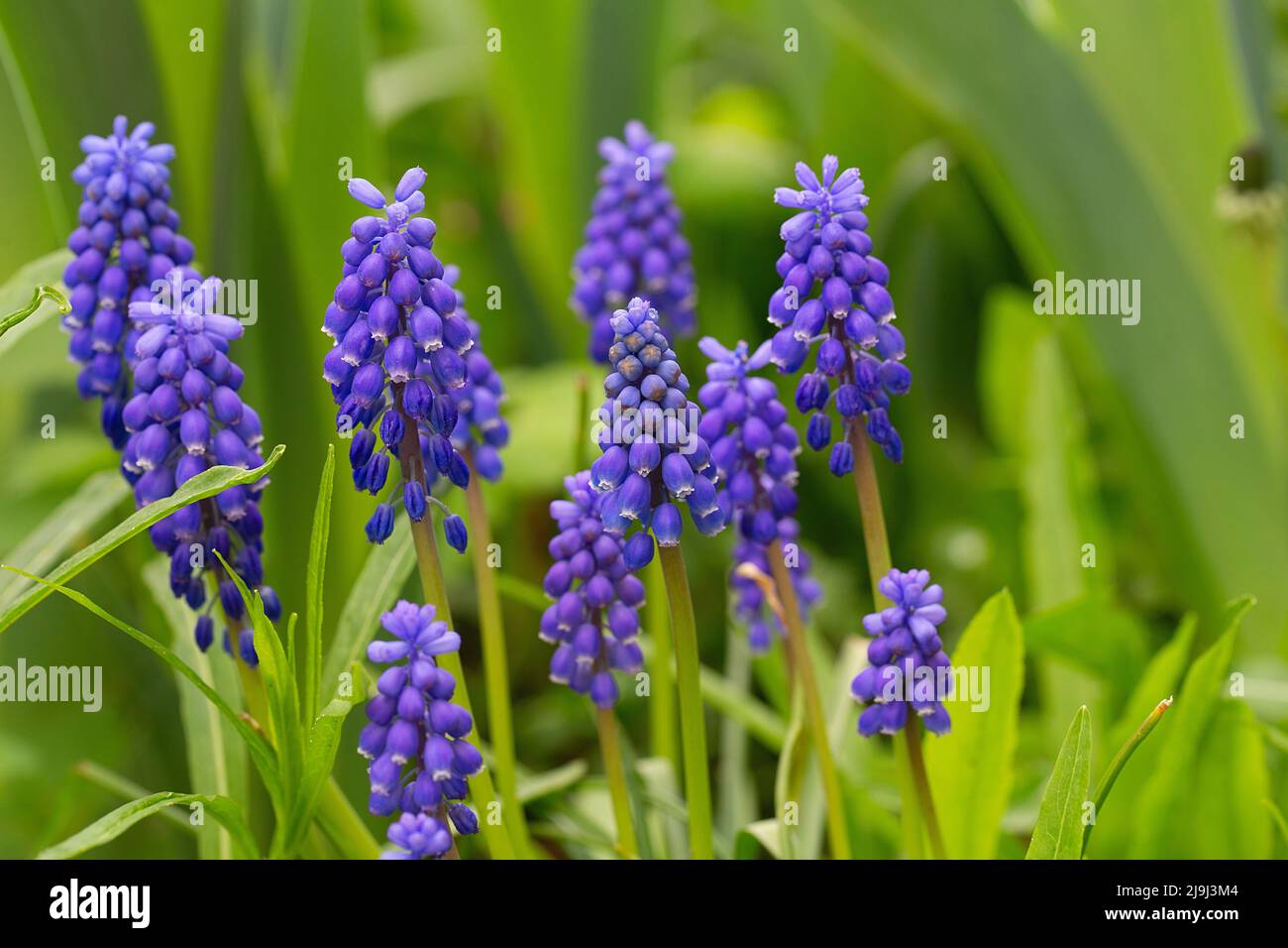Muscari vernachlässectum bekannt als Traubenhyazinthe. internet Frühlingsbanner. Frühlingsblumen Hintergrund. Zierpflanzen. Schöne kleine lila blaue Blüte Stockfoto