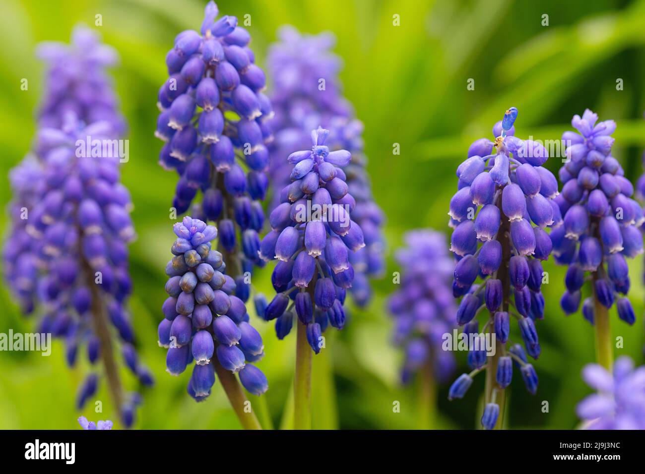 Muscari vernachlässectum bekannt als Traubenhyazinthe. internet Frühlingsbanner. Frühlingsblumen Hintergrund. Zierpflanzen. Schöne kleine lila blaue Blüte Stockfoto