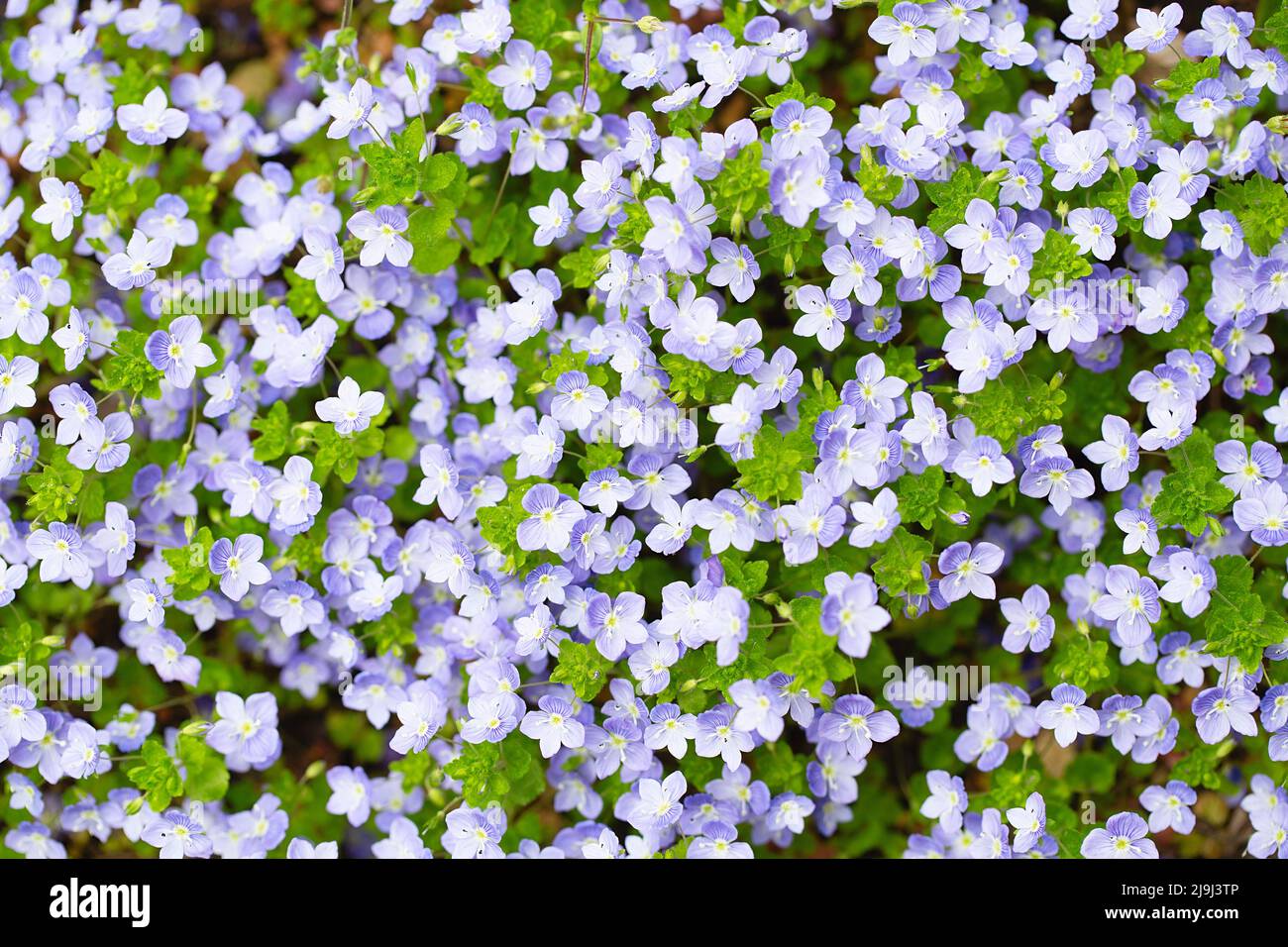Kleine lila Blüten mit grünen Blättern. internet-Frühlingsbanner. Frühlingsblumen Hintergrund. Stockfoto