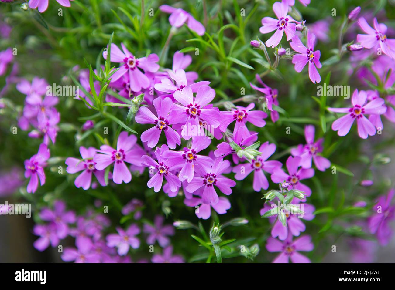 Kleine lila Blüten mit grünen Blättern. internet-Frühlingsbanner. Frühlingsblumen Hintergrund. Frühlingsblumenbeet mit hellen Fliederblüten Stockfoto