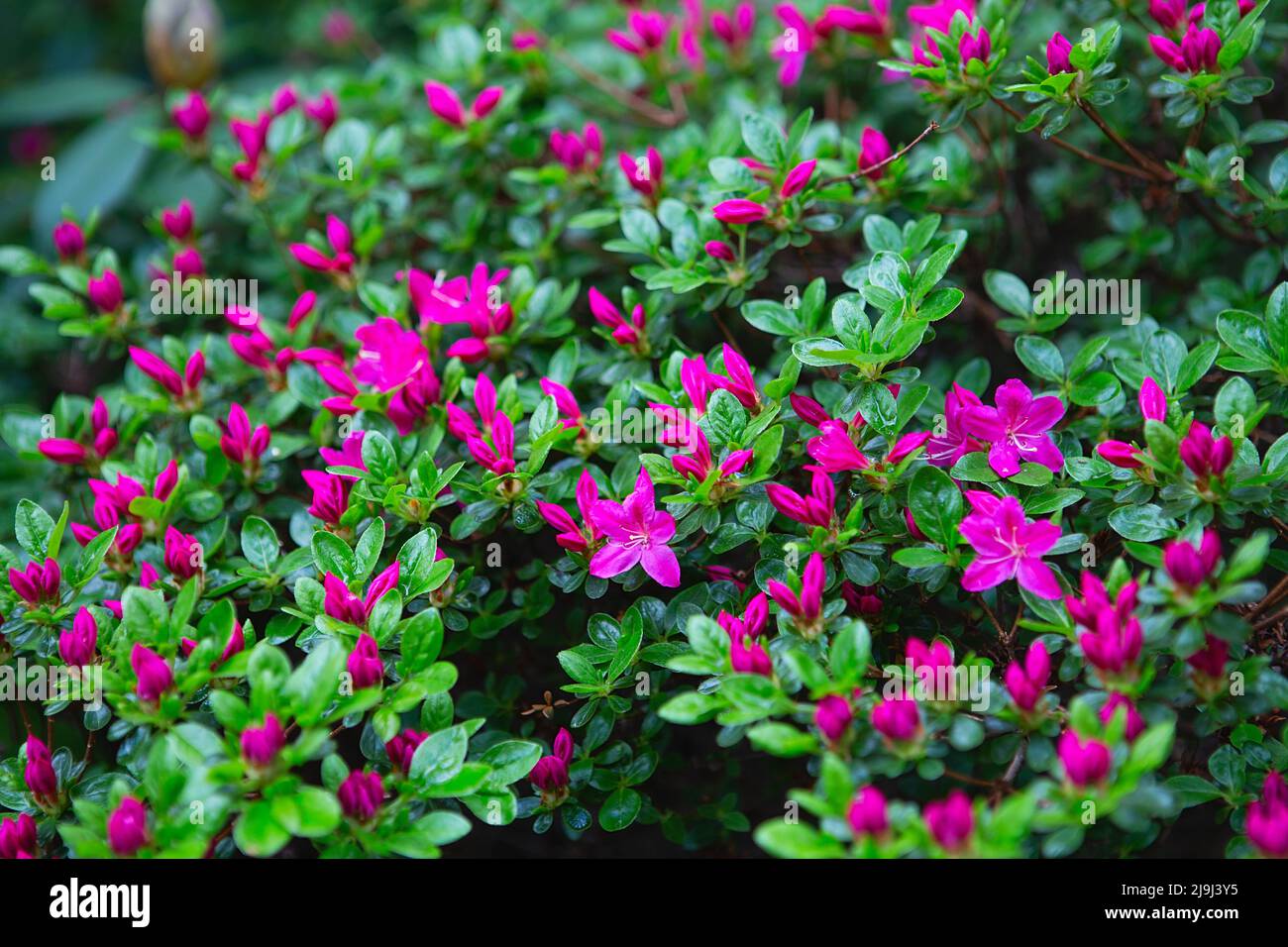 Schöner blühender Busch mit kleinen lila Blüten im Frühling, Internet-Frühlingsbanner. Frühlingsblumen Hintergrund. Stockfoto