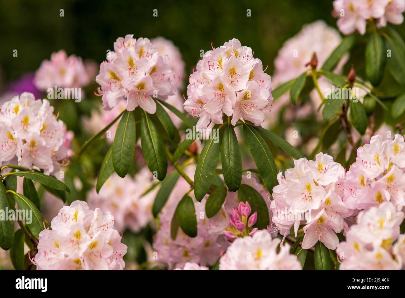 Blühende zarte rosa Knospen von Rhododendron im Frühlingsgarten Stockfoto