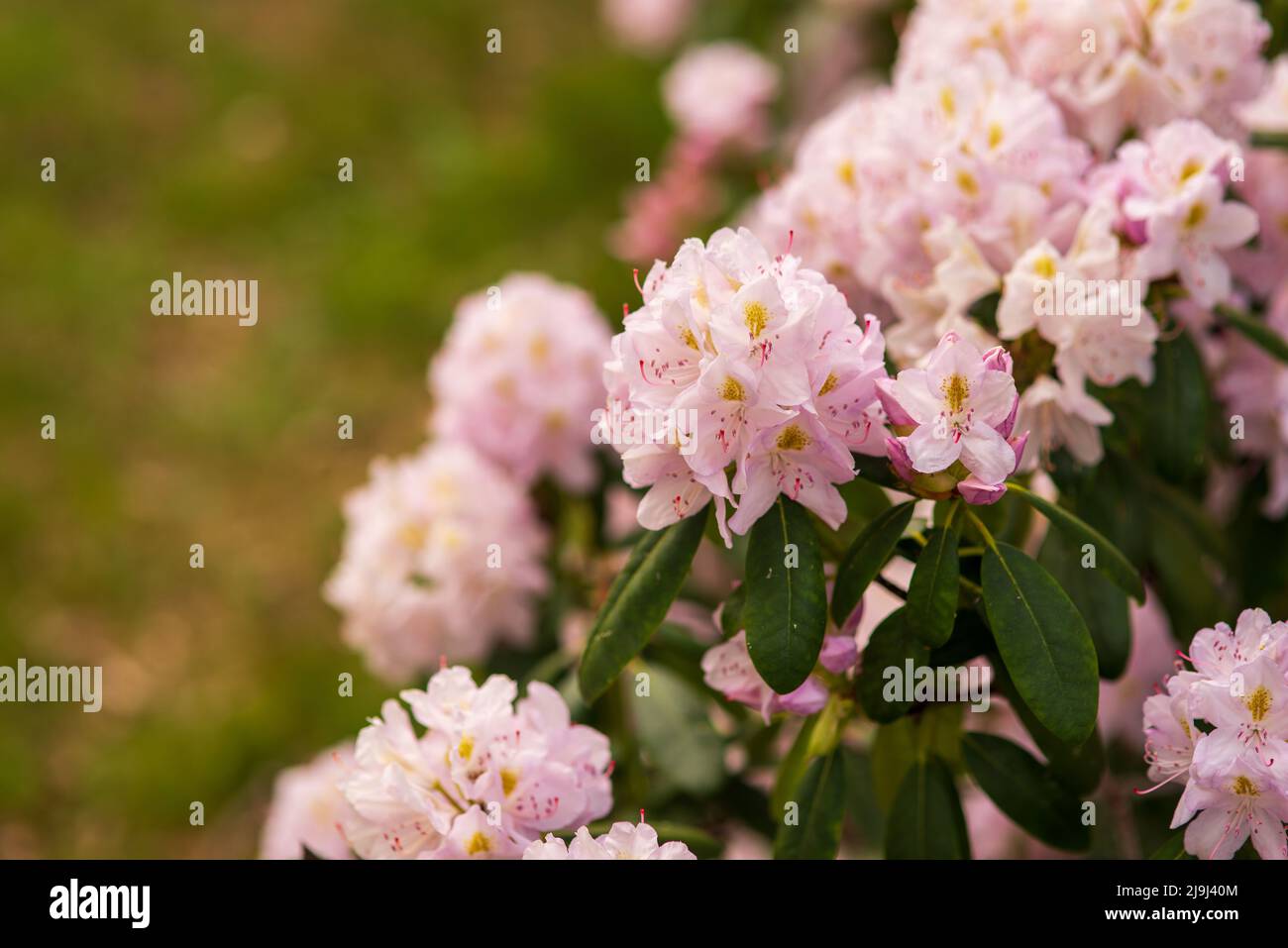 Blühende zarte rosa Knospen von Rhododendron im Frühlingsgarten