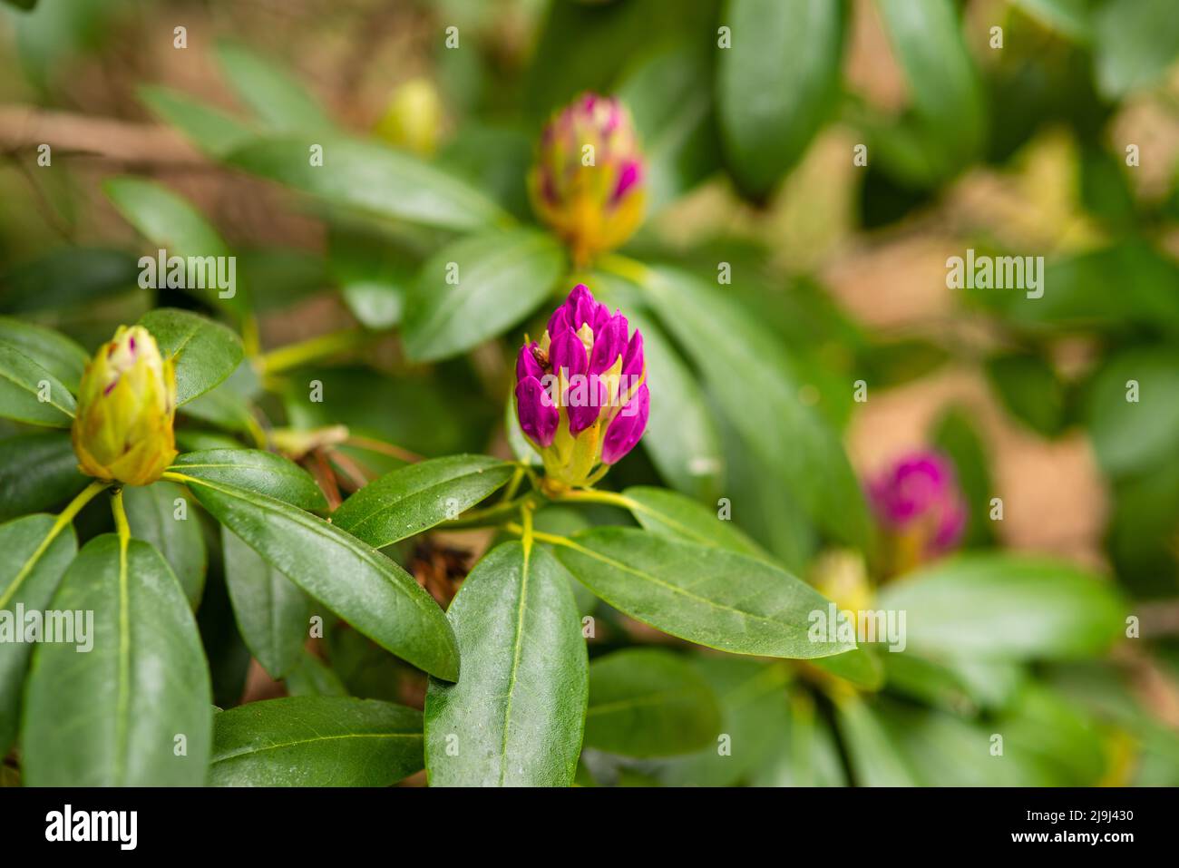 Ungeblasene lila Rhododendron-Knospen im Frühlingsgarten Stockfoto