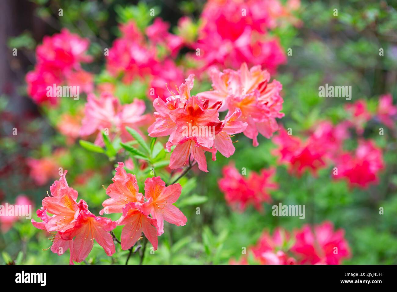 Japanischer Rhododendron (Rhododendron japonicum) im botanischen Garten. Blühender Rhododendron im Frühling, Internet-Frühlingsbanner. Bac mit Frühlingsblumen Stockfoto