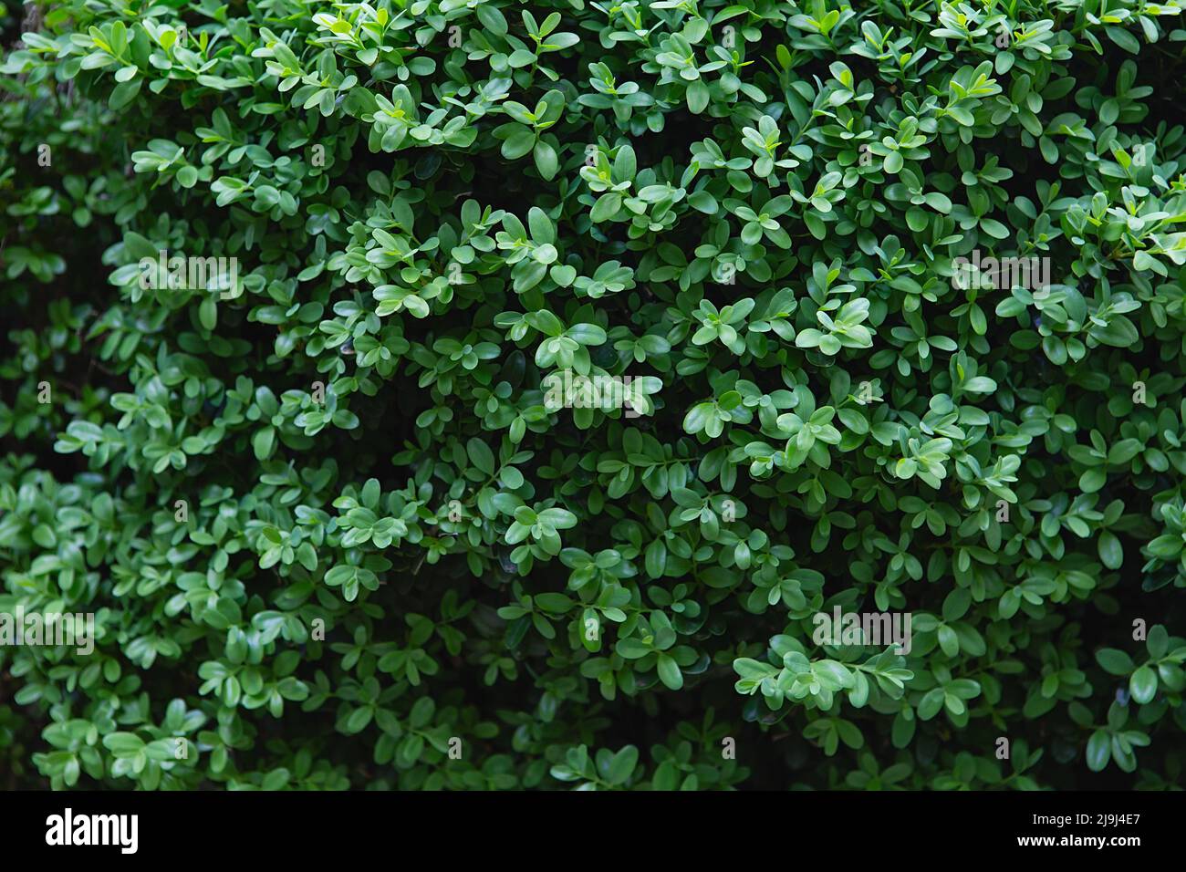 Grünes Blatt des Banyan Tree ( Ficus annulata Blume ), Sträucher für die Gartendekoration, grünes Blatt-Banner im Internet. Feder Stockfoto