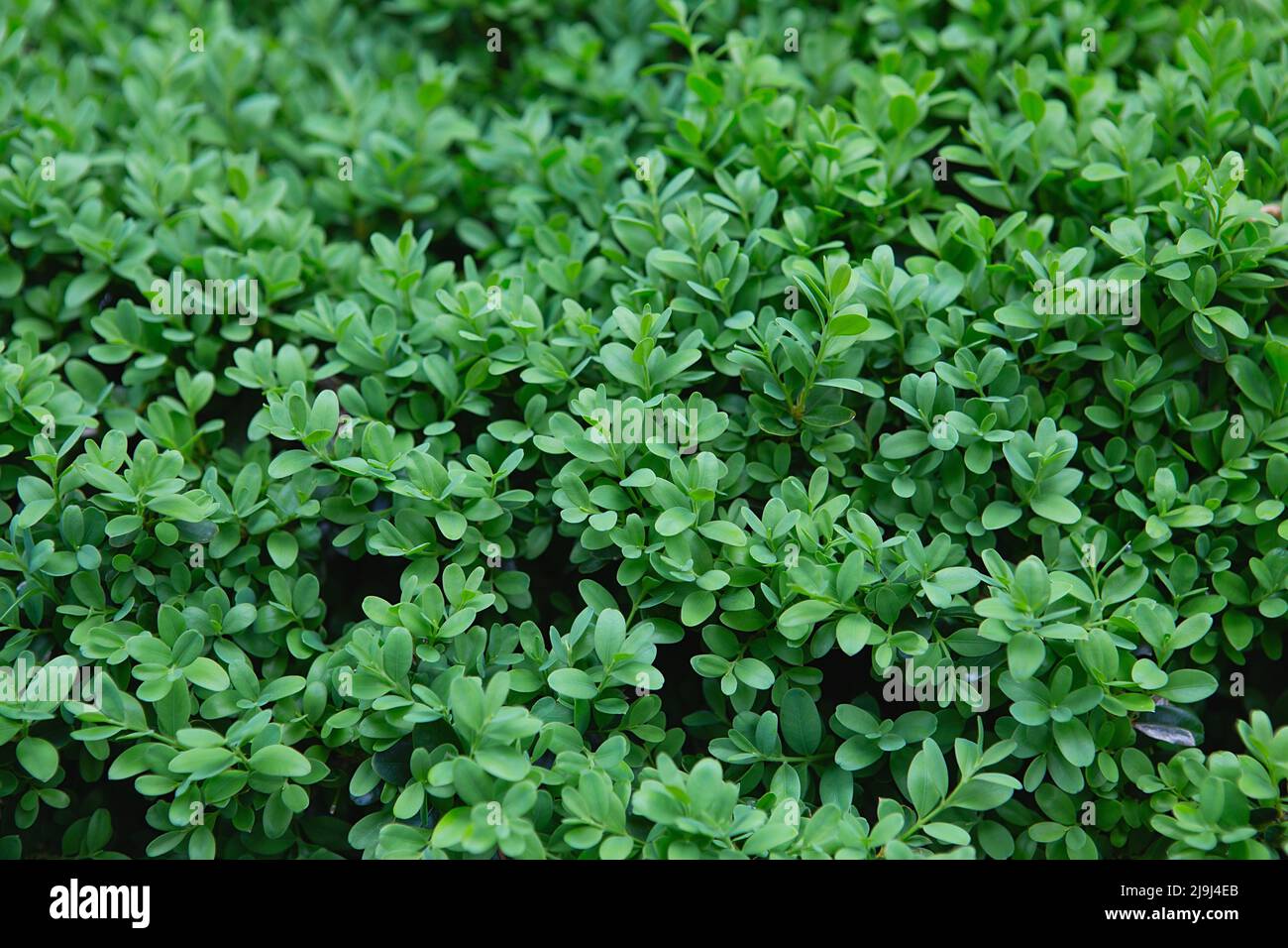Grünes Blatt des Banyan Tree ( Ficus annulata Blume ), Sträucher für die Gartendekoration, grünes Blatt-Banner im Internet. Feder Stockfoto