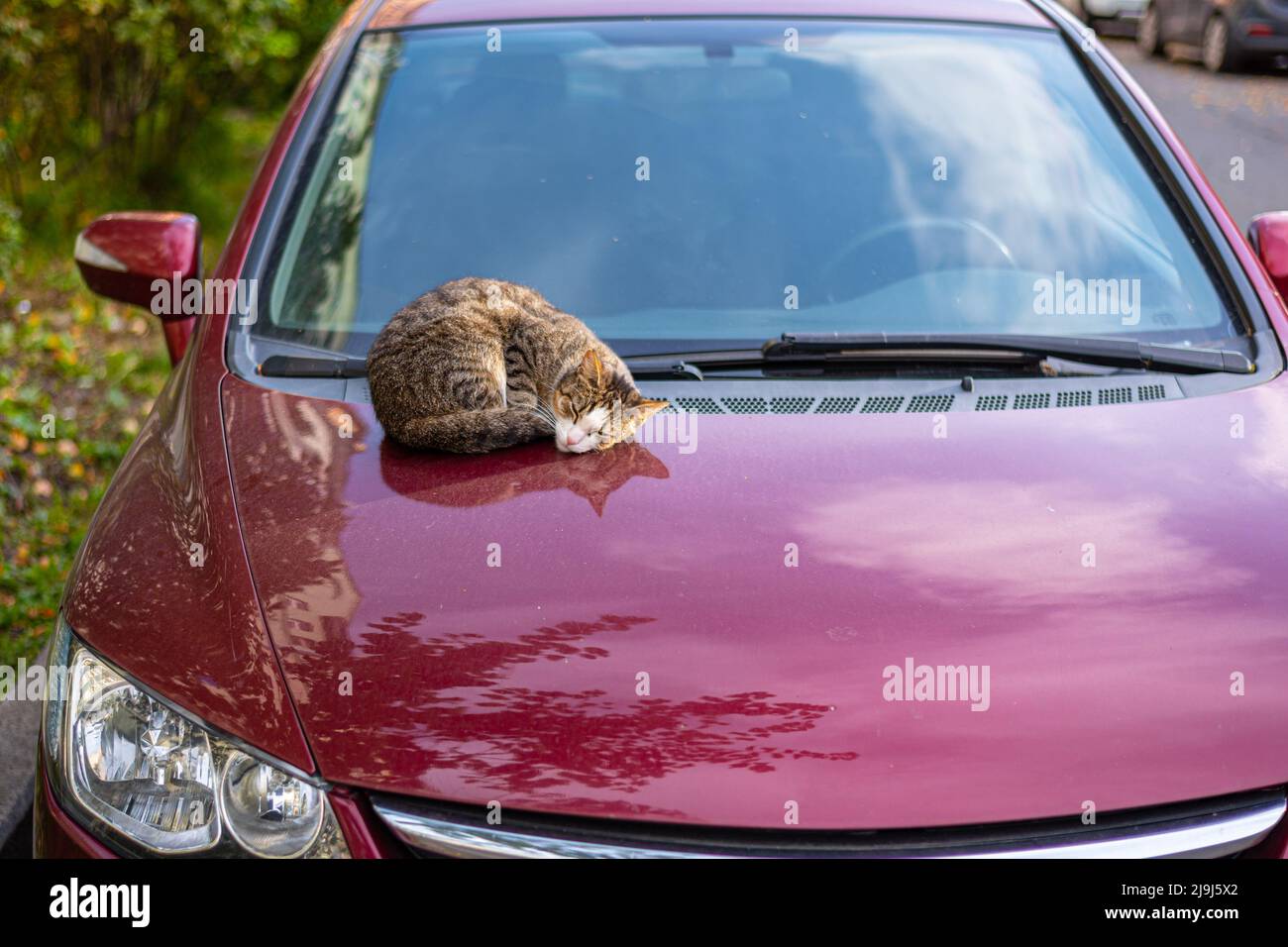 Die niedliche Tabby-Katze nippt auf der warmen Haube eines geparkten Autos. Stockfoto