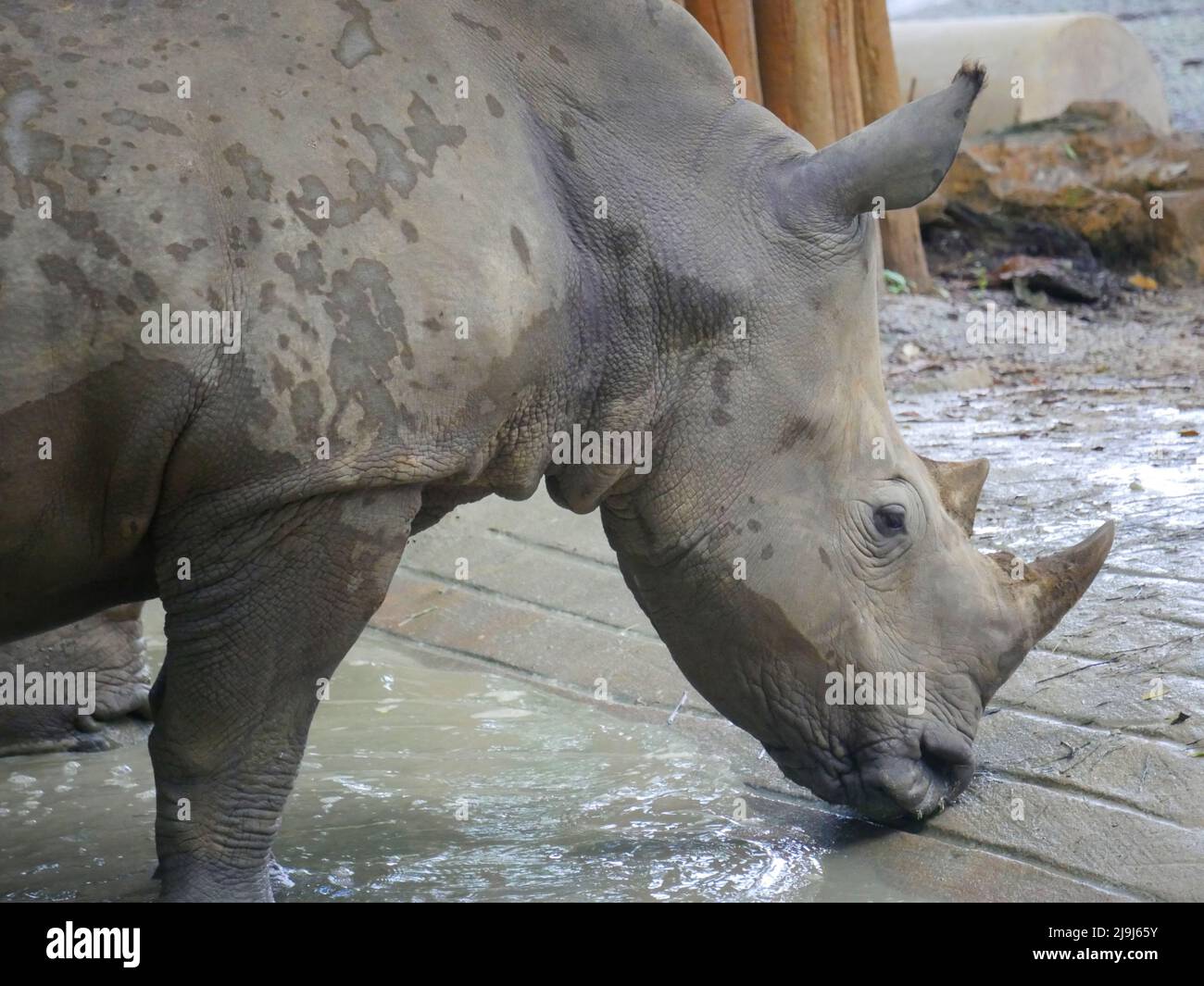 Weißes Nashorn : das weiße Nashorn oder Vierlippnashorn (Ceratotherium simum) ist die größte erhaltene Nashornart. Es hat einen breiten m Stockfoto