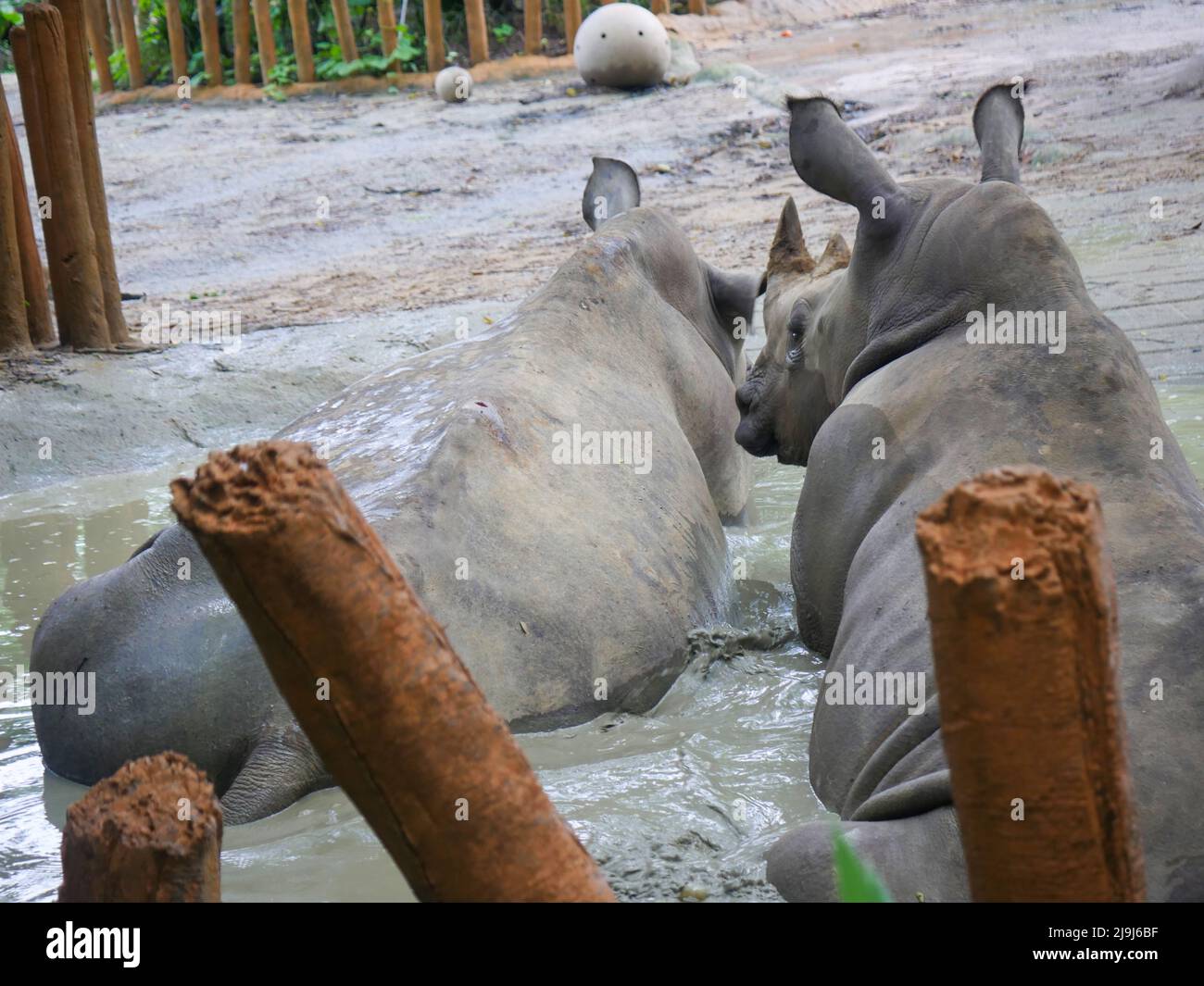Weißes Nashorn : das weiße Nashorn oder Vierlippnashorn (Ceratotherium ...