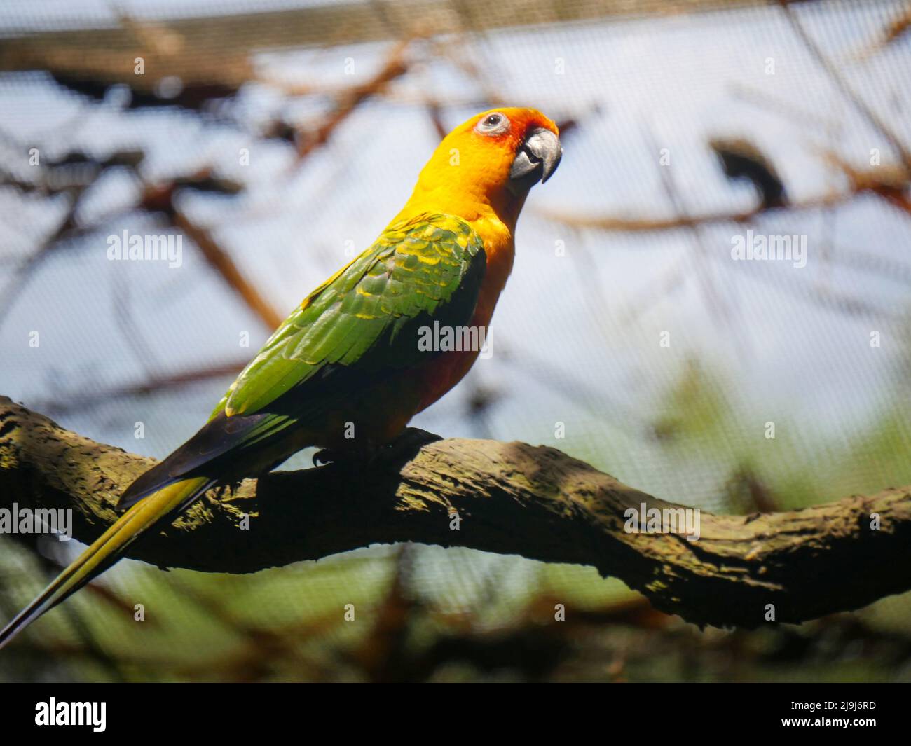 Papagei auf Baumzweig. Papageien sind Vögel aller Farben, die in der Regel aus einem warmen Lebensraum stammen – denken Sie an Regenwälder, Graslandschaften, Savannen, halbaride Stockfoto