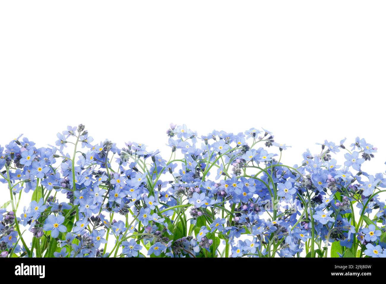 Reihe von wilden Vergiss mich nicht Blumen. Blossom Forget-Me-Not, myosotis auf weißem Hintergrund. Stockfoto