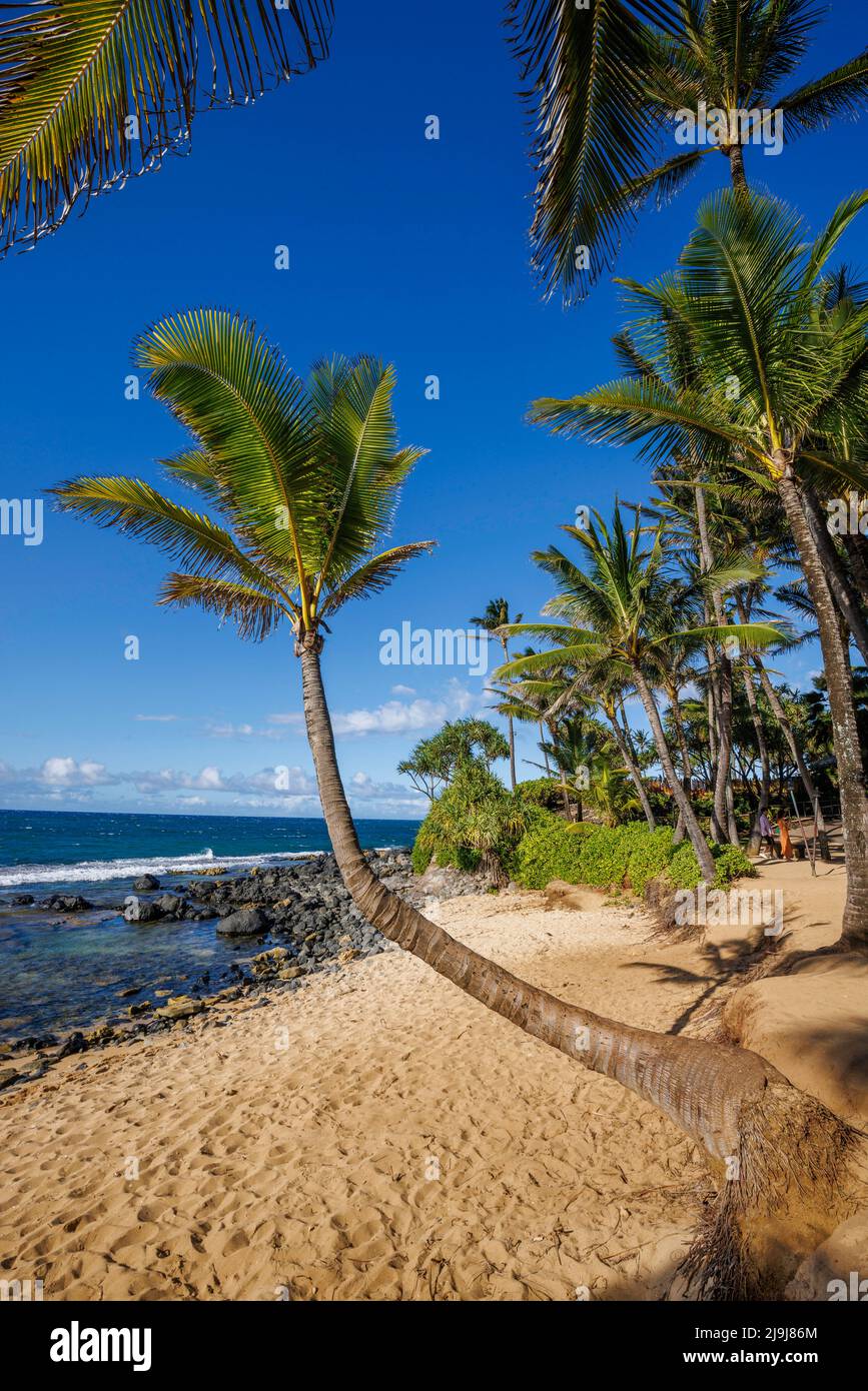 Der Strand und die Palmen in Ku'au Cove, Paia, Maui, Hawaii. Hier befindet sich das berühmte Mama's Fish House Restaurant. Stockfoto
