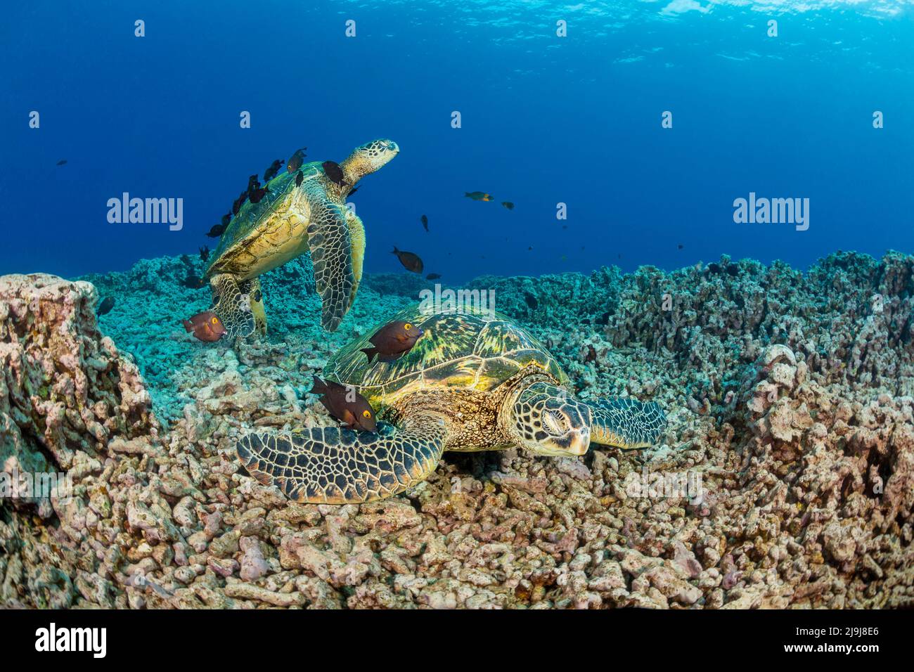 Diese grünen Meeresschildkröten, Chelonia mydas, eine gefährdete Art, in thier Tanks gereinigt durch eine Schule der goldring Doktorfische, Ctenochaetus stri Stockfoto