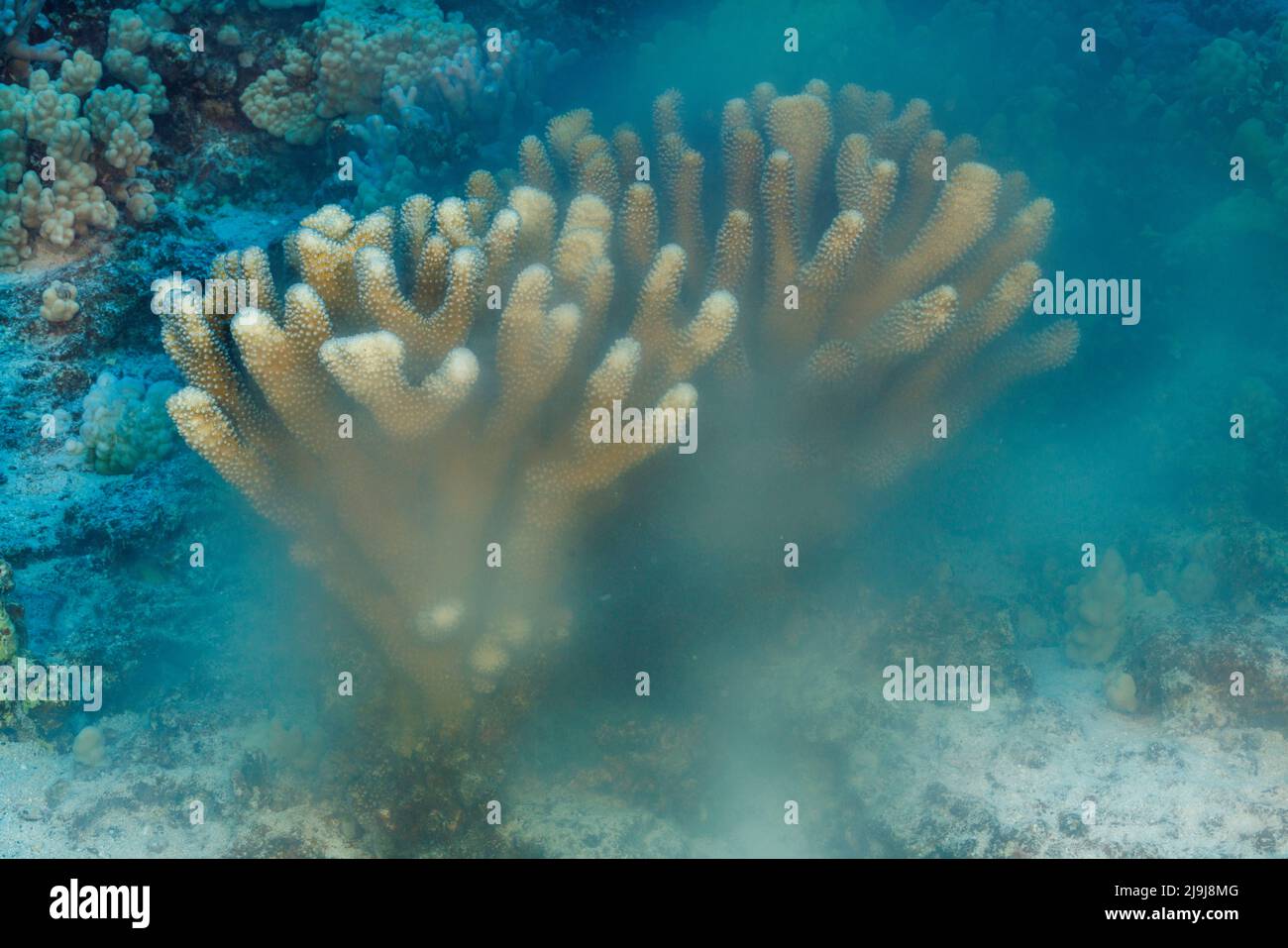 Pocillopora eydouxi, eine Laichkolonie aus Geweih-Korallen, die nach Sonnenaufgang, Hawaii, Eier und Spermien in den offenen Ozean freisetzt. Stockfoto