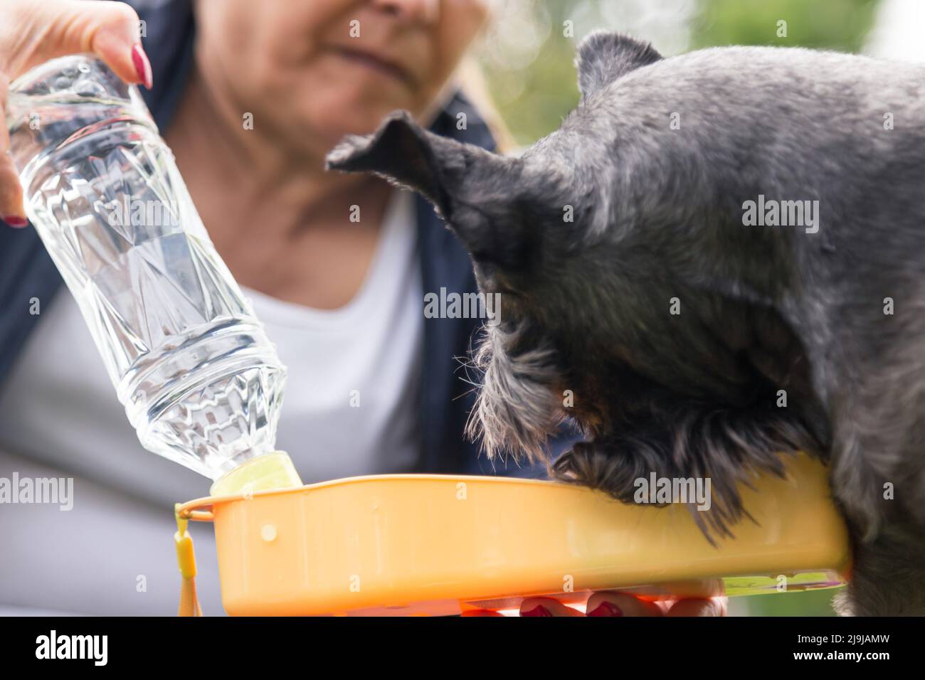 Schwarzer Hund Trinkwasser aus der Flasche müde im Park Stockfoto