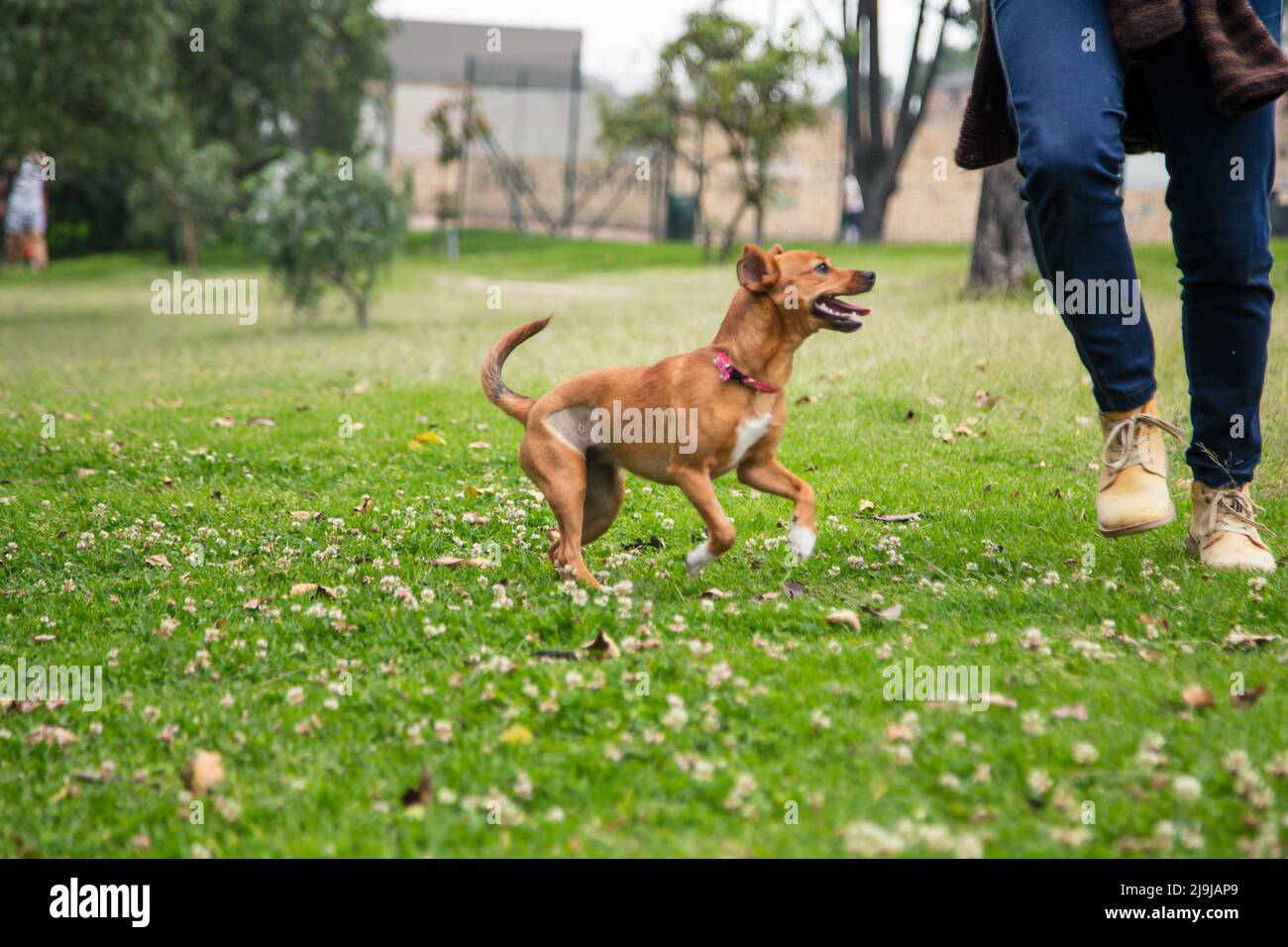 eine lateinische Frau spielt mit ihrem Hund im Park in bogota, kolumbien Stockfoto