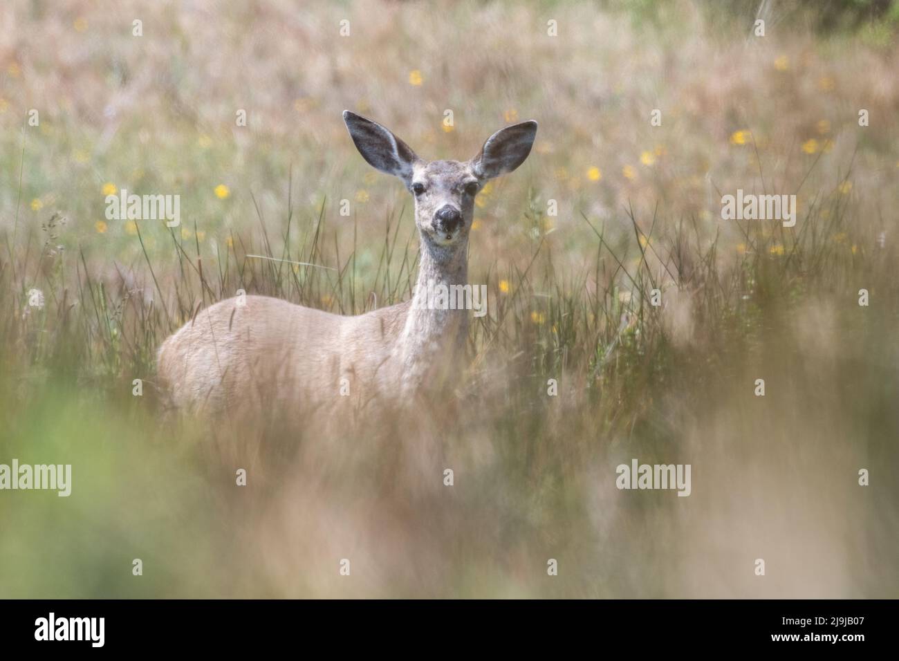 Ein Schwarzschwanz-Hirsch (Odocoileus hemionus columbianus) ragt von Point Reyes National Seashore, Kalifornien, ab. Stockfoto