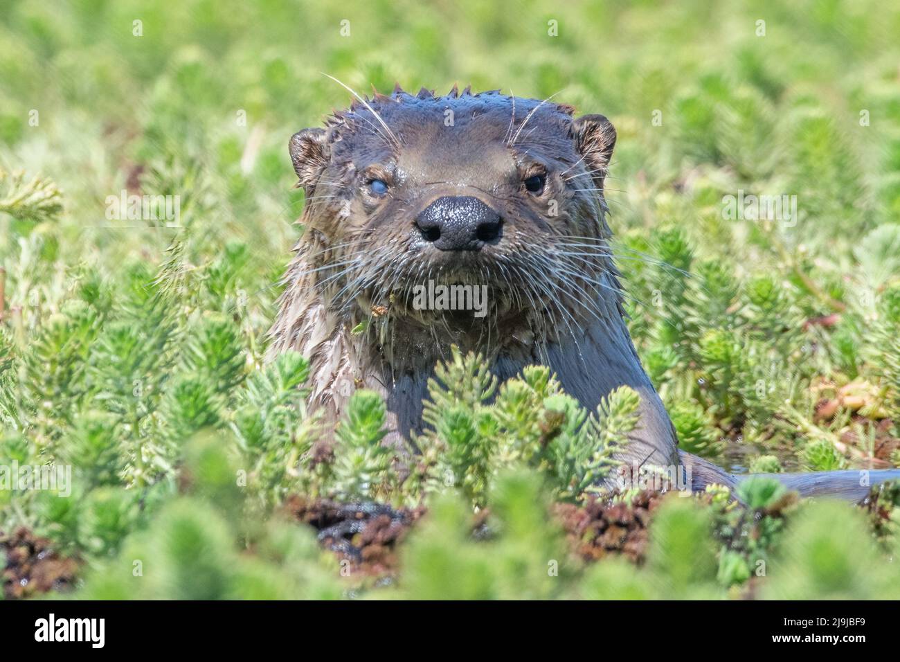 Nordamerikanischer Flussotter (Lontra canadensis) mit einer Augenverletzung, die ihn in einem Auge blendet, mit Blick auf die Kamera. In Point Reyes National Seashore, CA. Stockfoto