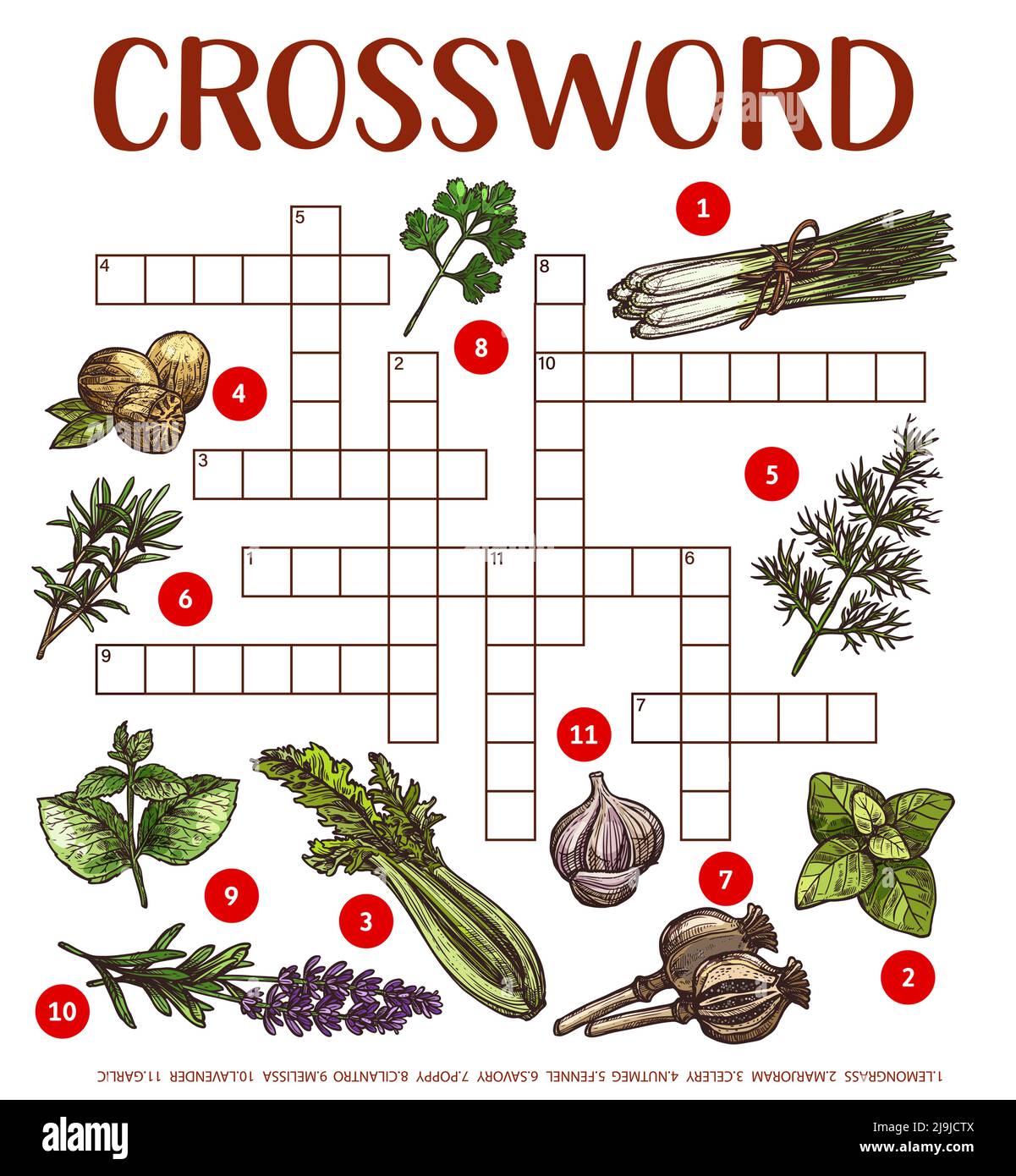 Gewürze, Kräuter und Gewürze skizzieren. Arbeitsblatt zum Kreuzworträtsel. Finden Sie ein Wort-Quiz-Spiel, Vektortext Rätsel mit Muskatnuss, Mohnblumen und Zitronengras, Majoran, Fenchel und Bohnenkraut, Koriander, melisse und Lavendel Stock