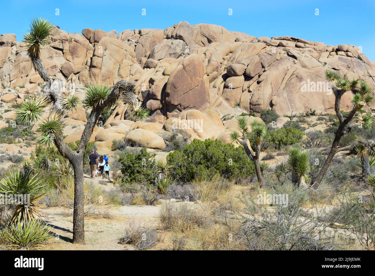 Familien mit Hund wandern im Joshua Tree National Park zwischen den Joshua Bäumen und Felsbrocken und einzigartigen Felsformationen in der Mojave Wüste, CA Stockfoto