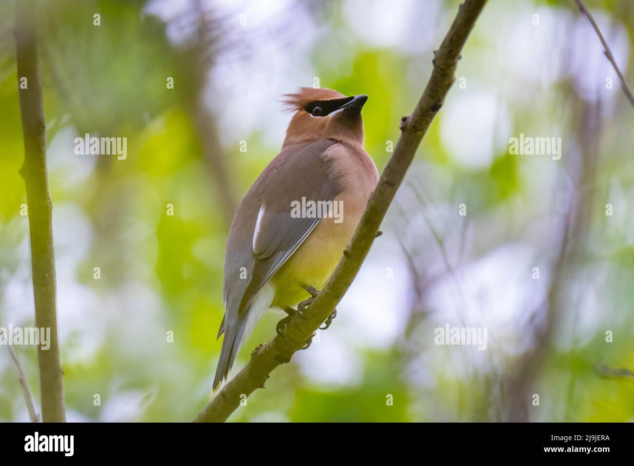 Ein Zedernaxwing (Bombycilla cedrorum) steht auf einem Ast. Raleigh, North Carolina. Stockfoto