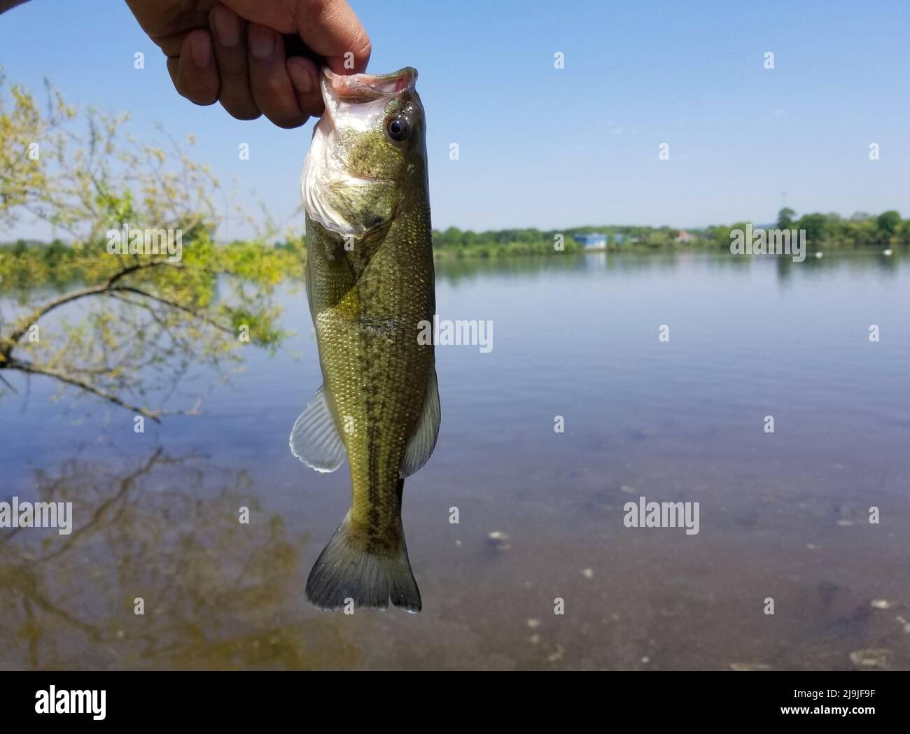 Forellenbarsch fangen Fotos und Bildmaterial in hoher Auflösung Alamy
