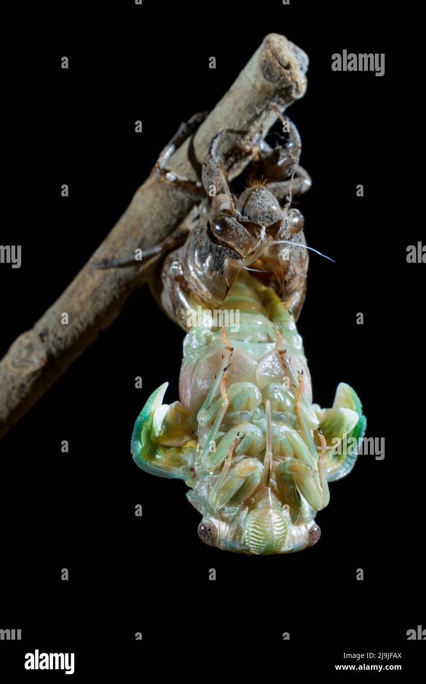 Resh cicada (Megatibicen resh), die aus der Nymphe während der Mauser auftaucht, Galveston, Texas, USA. Stockfoto