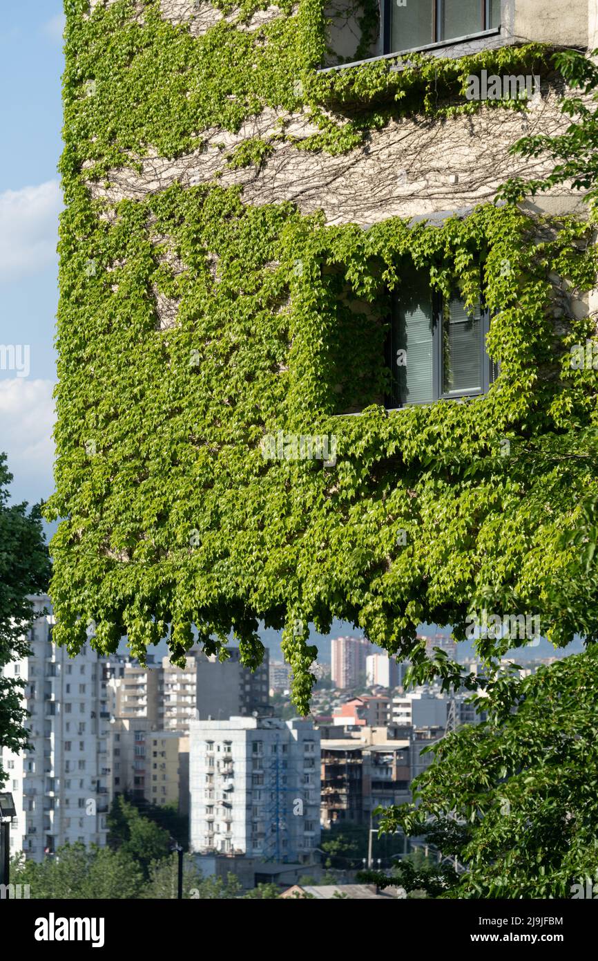 Grüne Fassade und Öko-Haus-Konzept. Weinrebe kriechend um das Fenster an der Fassade bedeckte wilde Trauben Stockfoto