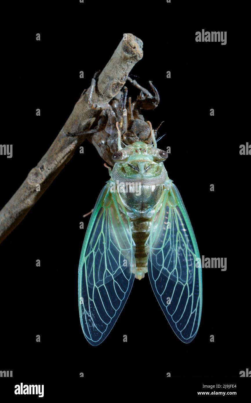 Resh cicada (Megatibicen resh), neu aus Nymphe geschmolzen, breitet seine Flügel aus, Galveston, Texas, USA. Stockfoto