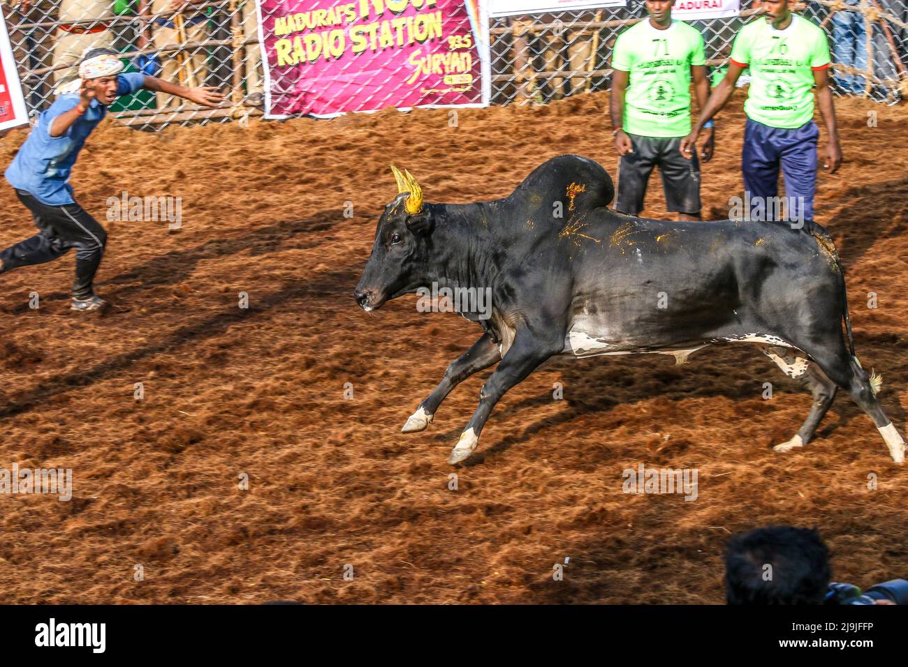 Indian (Tamil Nadu) Pongal Festival Programm Stier Timing Spiel Stockfoto