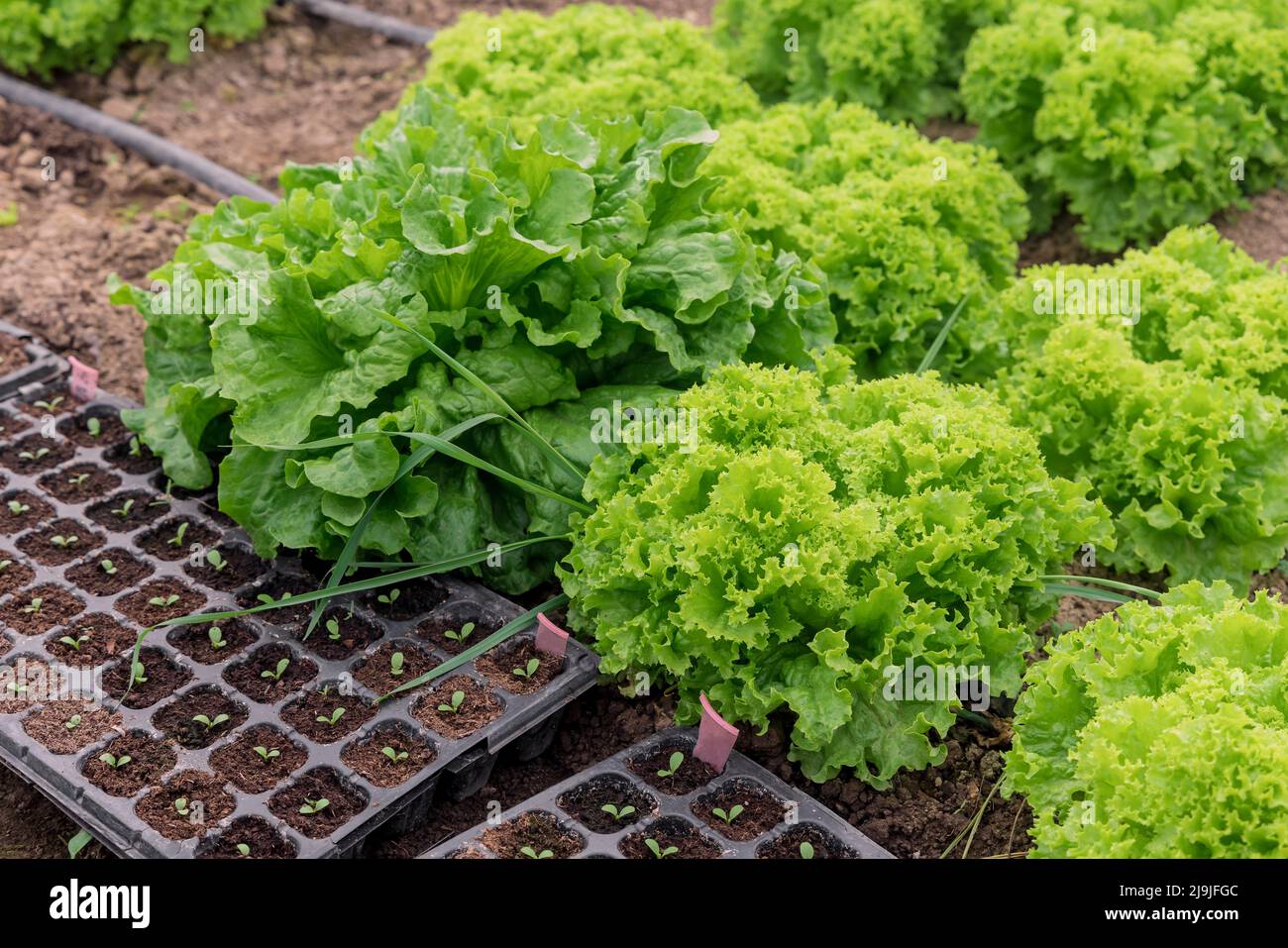 Frischer grüner Salat wächst im Gewächshaus. Gemüsesämlinge. Stockfoto