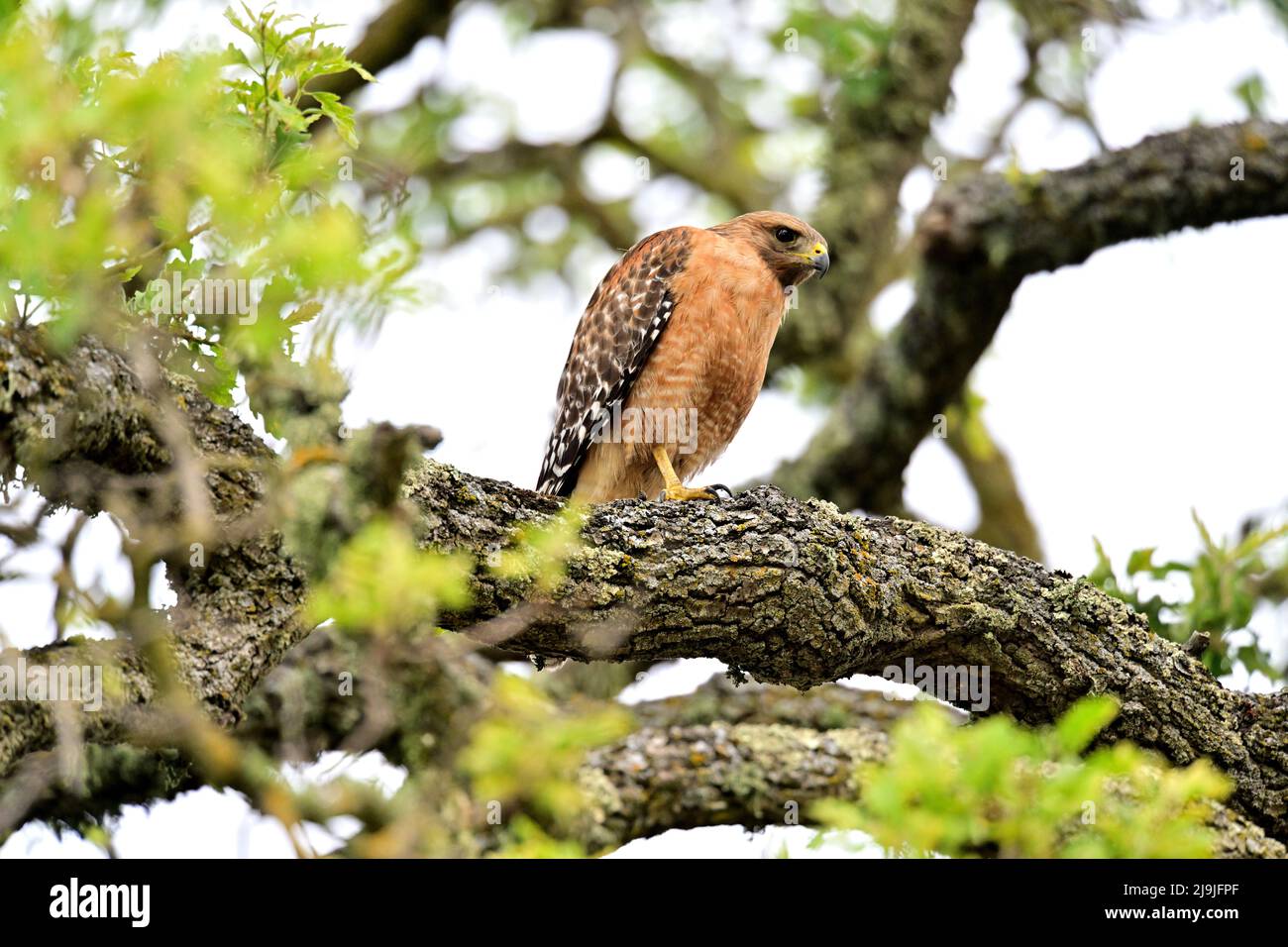 Red-shouldered Hawk - Buteo lineatus Stockfoto