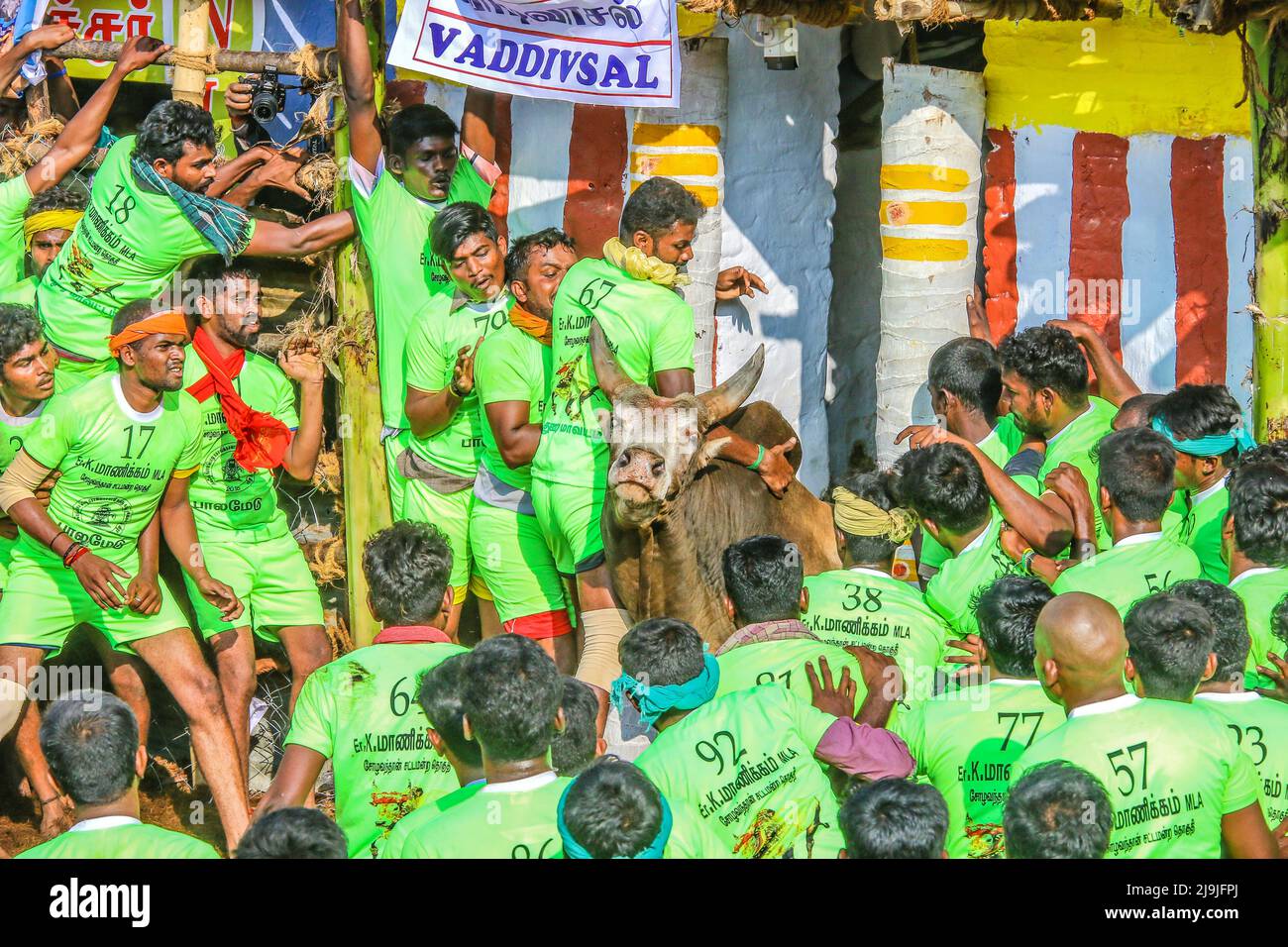 Indian (Tamil Nadu) Pongal Festival Programm Stier Timing Spiel Stockfoto