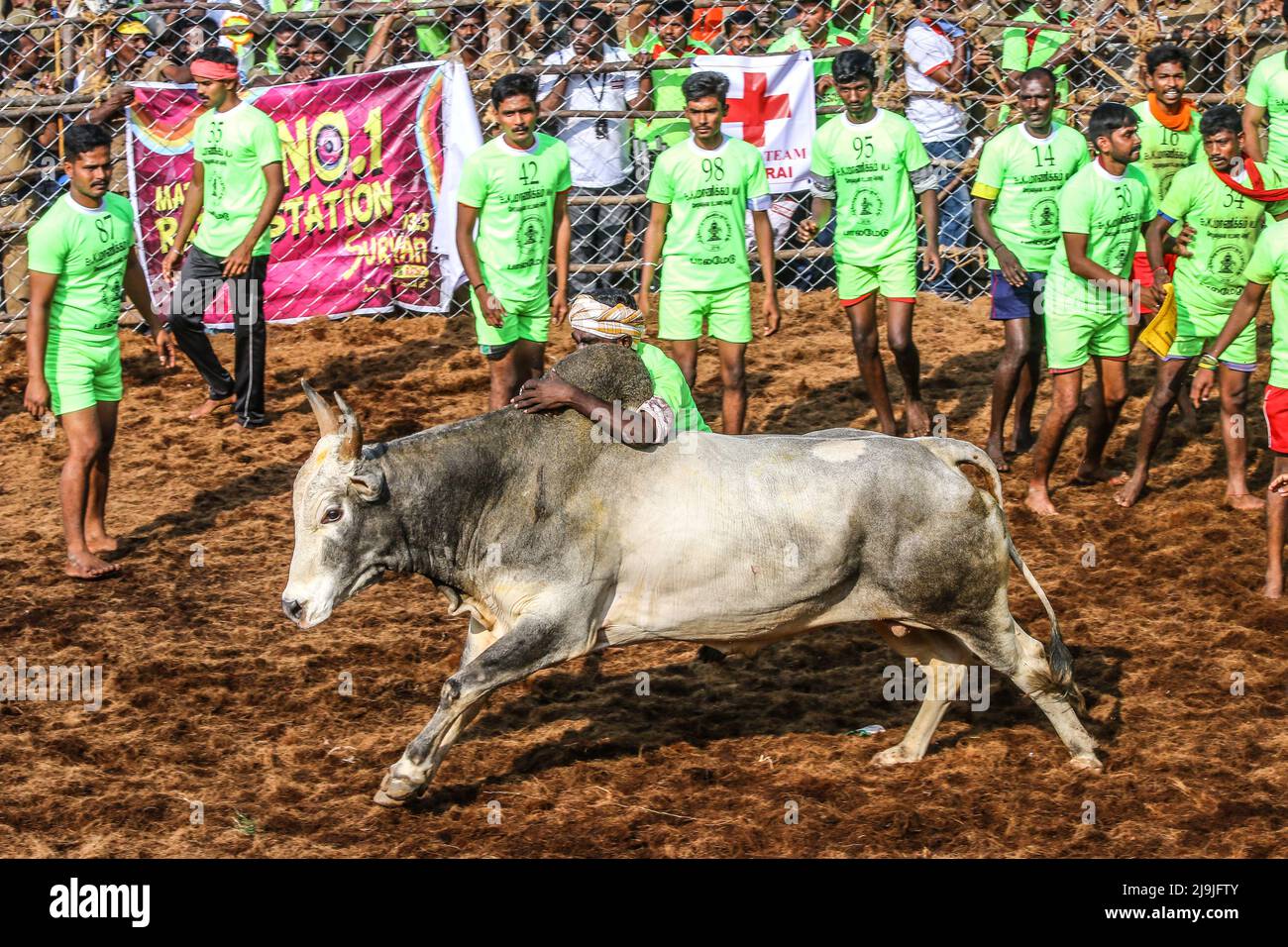 Indian (Tamil Nadu) Pongal Festival Programm Stier Timing Spiel Stockfoto