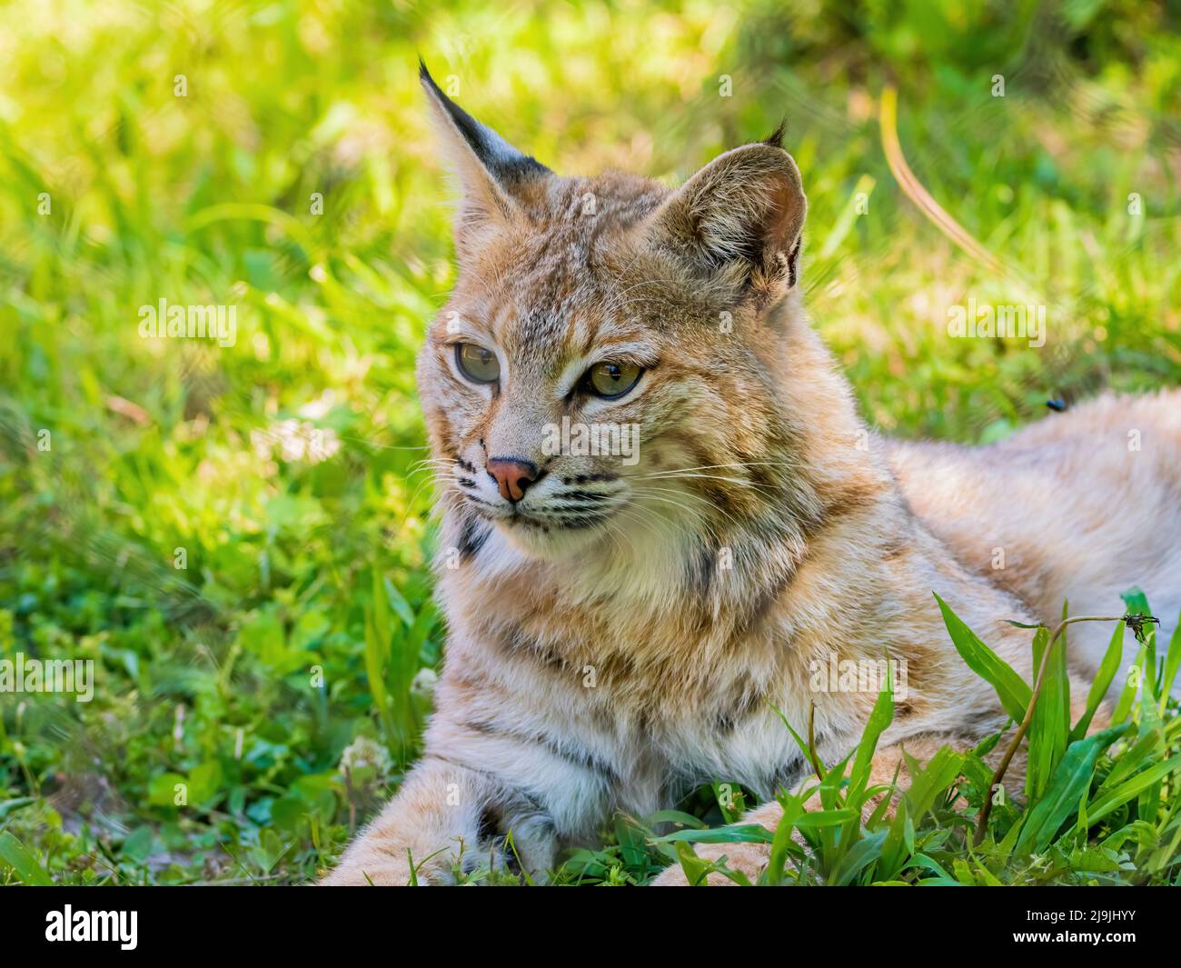 Lynx rufus escuinapae -Fotos und -Bildmaterial in hoher Auflösung – Alamy