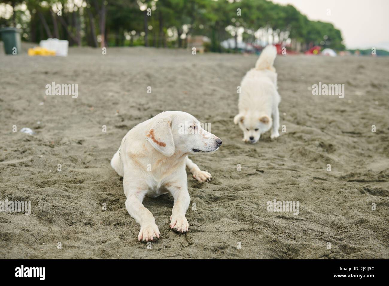 Zwei weiße Hunde spielen am Strand Stockfoto