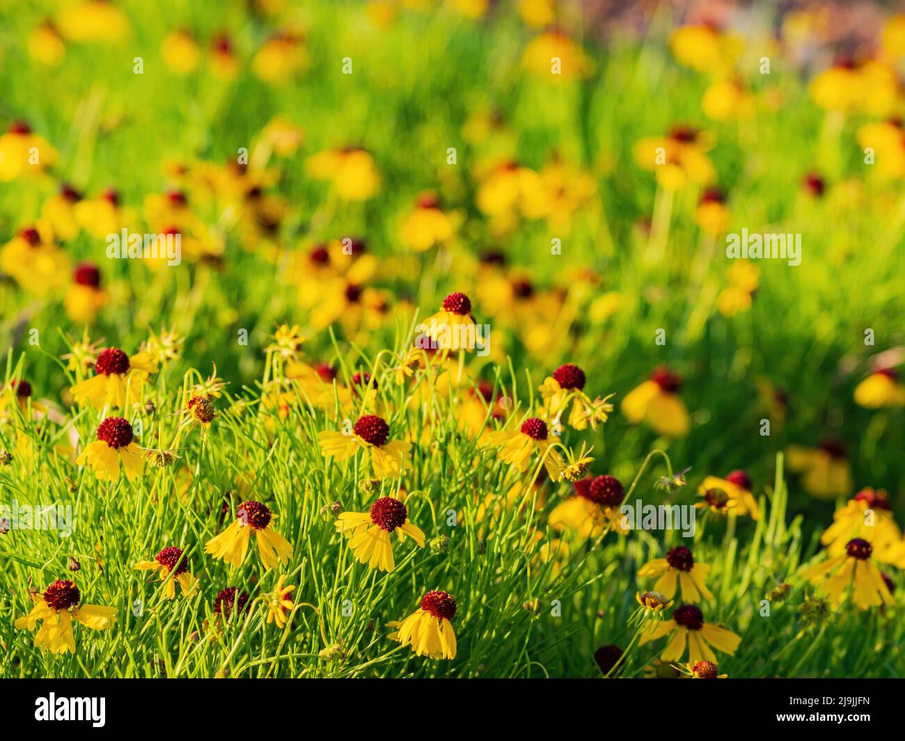 Nahaufnahme der Echinacea-Blüte in Oklahoma Stockfoto