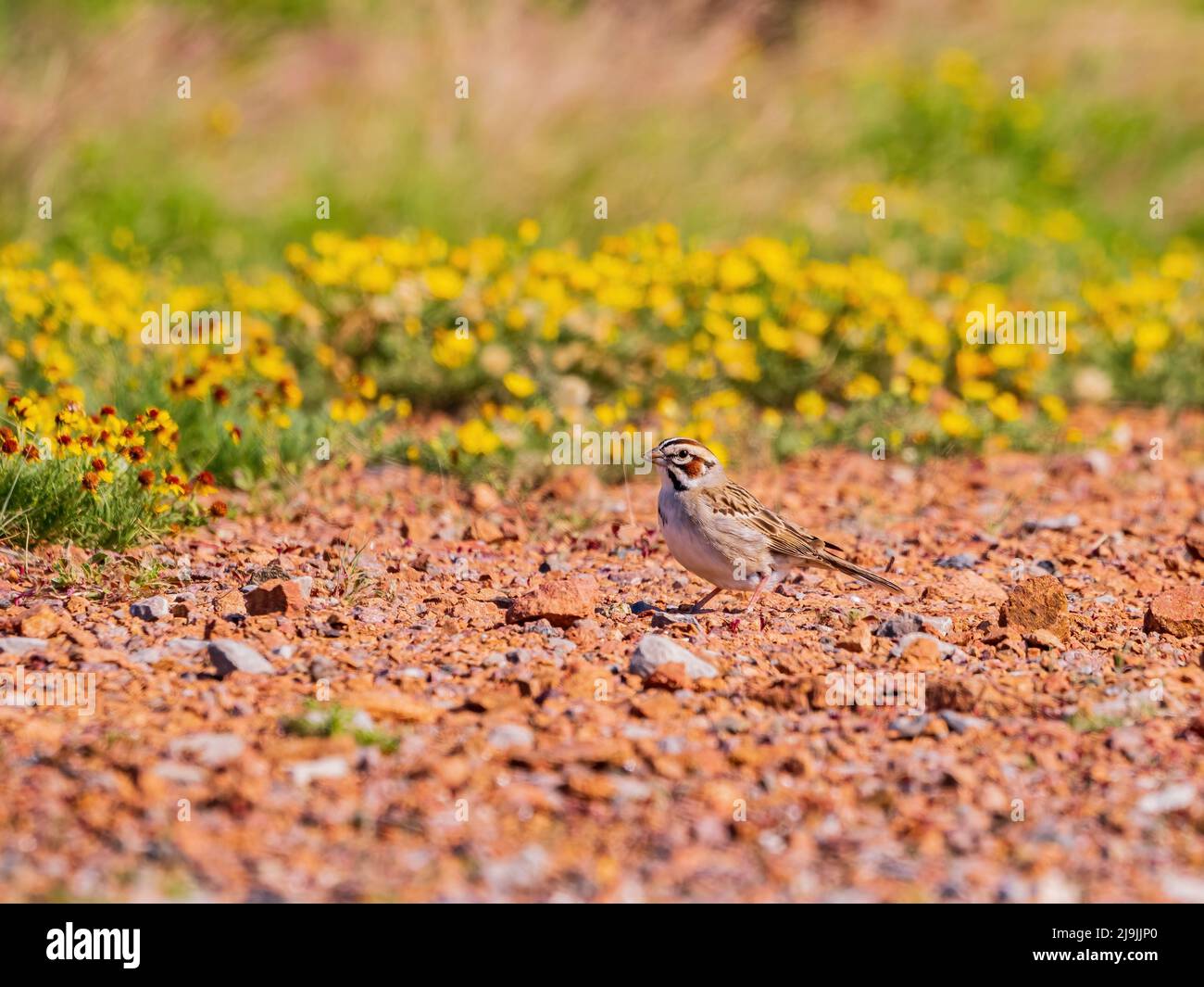 Nahaufnahme des Lark-Sperling in Oklahoma Stockfoto