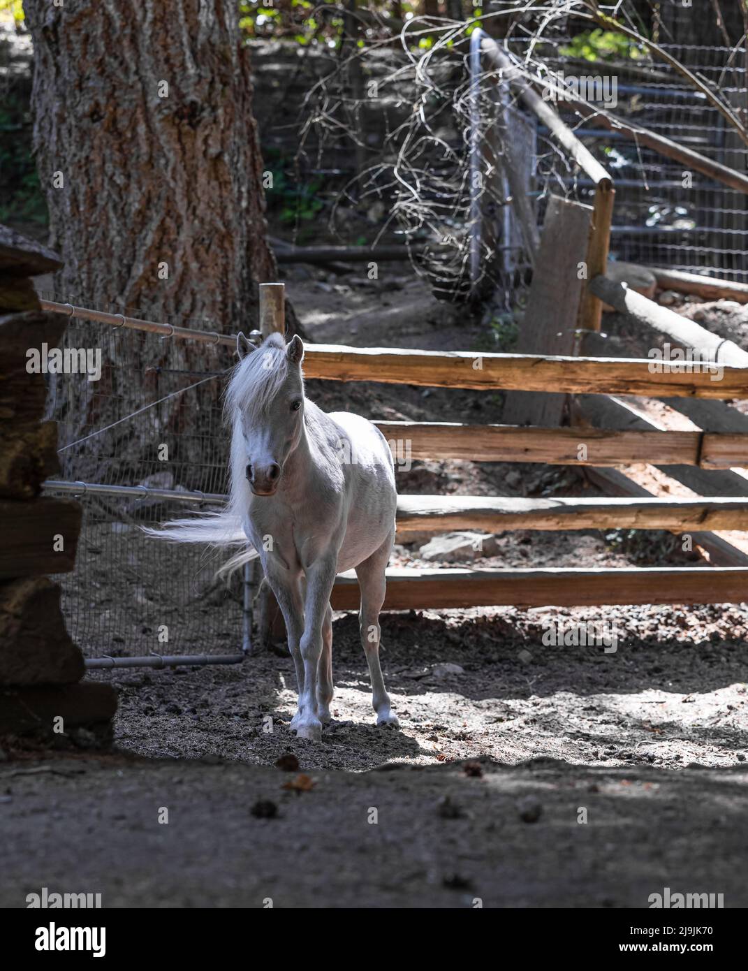 Amerikanisches Miniaturpferd. Palomino Fohlen im Stall. Straßenfoto, selektiver Fokus Stockfoto