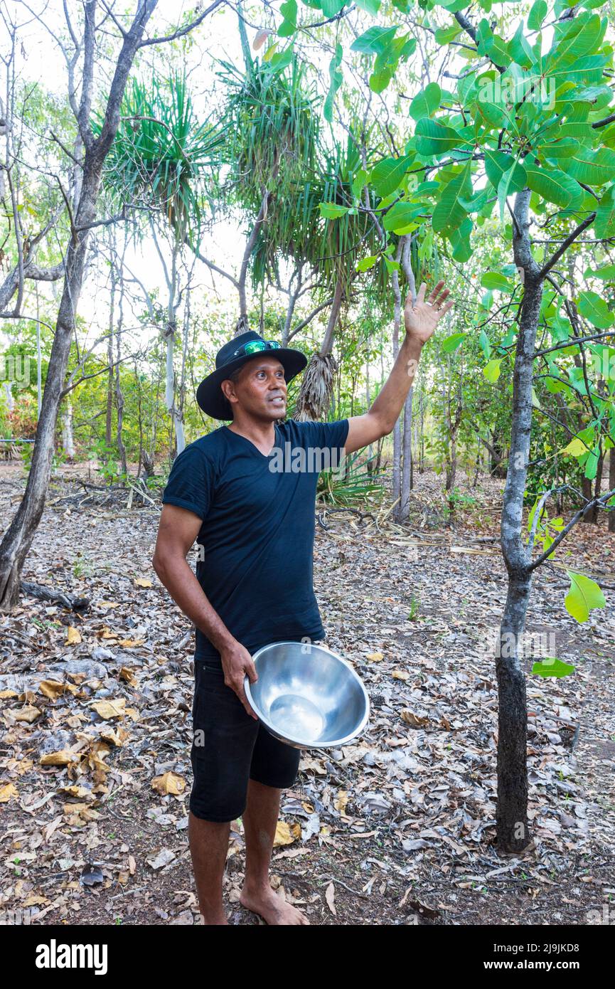 Junger Aborigine-Mann erklärt den Einsatz von Pflanzen im Kakadu National Park, Northern Territory, NT, Australien Stockfoto