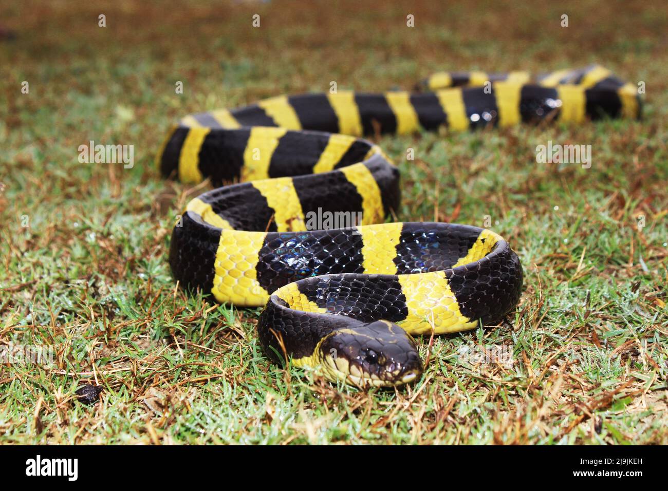 Die gebänderte Krait ist eine Art von elapiden Schlangen, die auf dem indischen Subkontinent, in Südostasien und im südlichen China gefunden wird. Stockfoto