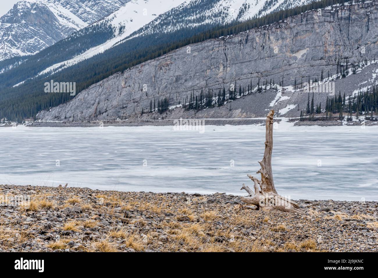 Driftwood am Rande des gefrorenen Spray Lakes Reservoir in Kananaskis Country, Alberta Stockfoto