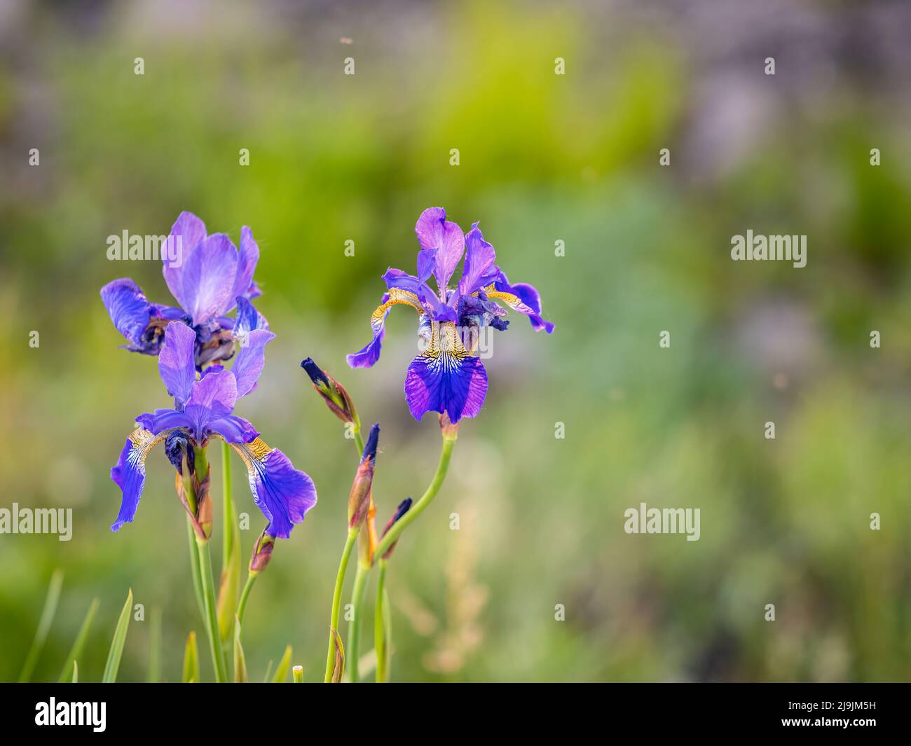 Schöne blaue Blüten der sibirischen Iris im Frühlingsgarten. Iris sibirica blüht auf der Wiese. Die Koloful Sibirische Iris eine mehrjährige Pflanze mit purpl Stockfoto