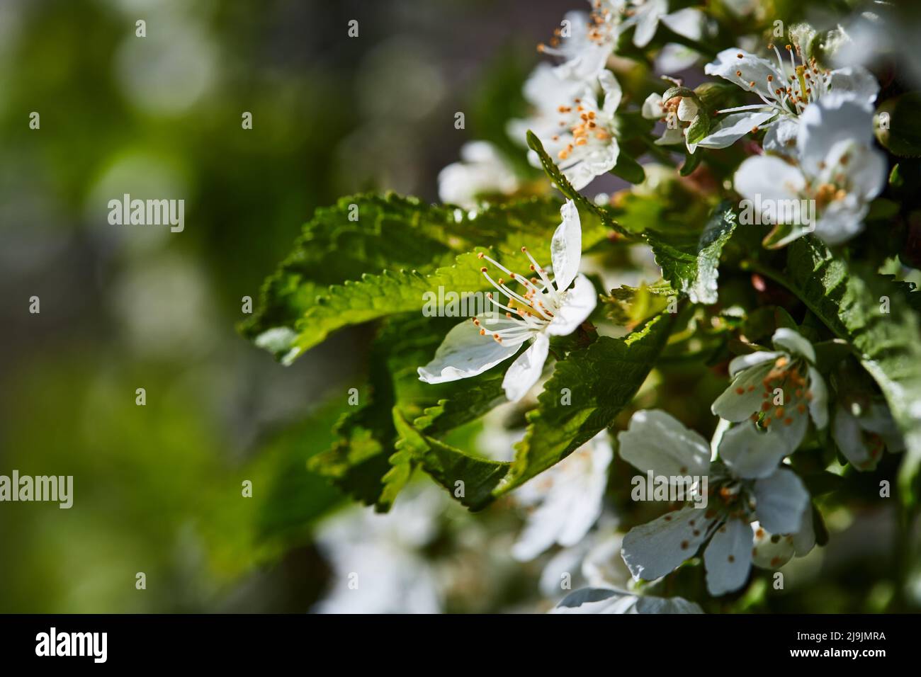 Kirschblüten im Garten im Frühling. Das Konzept des Frühlings, der zum Leben erwachenden Natur, Blumen und Liebe. Vorderansicht. Stockfoto