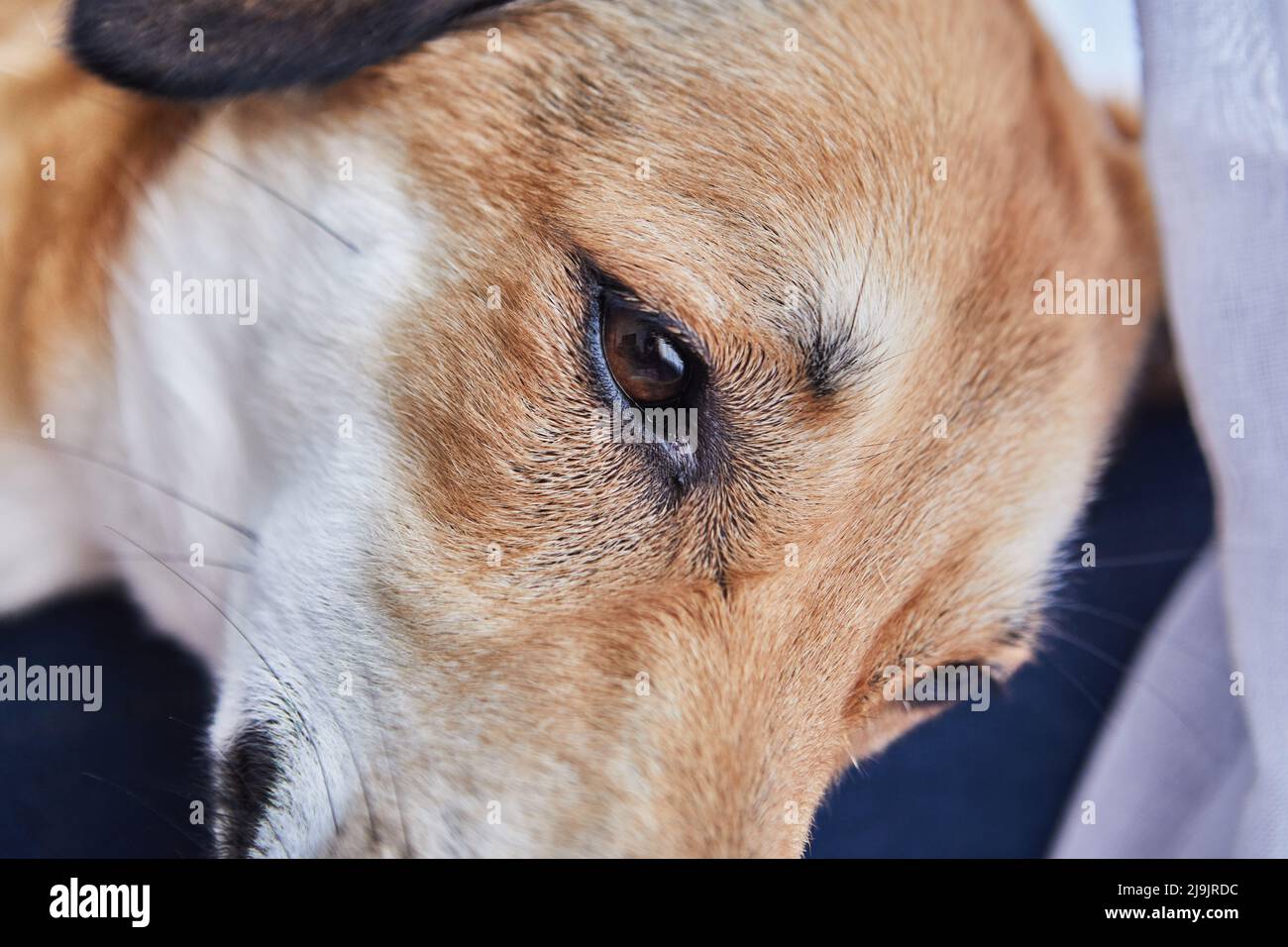 Niedlicher roter Hund mit traurigen Augen, Nahaufnahme der Augen Stockfoto
