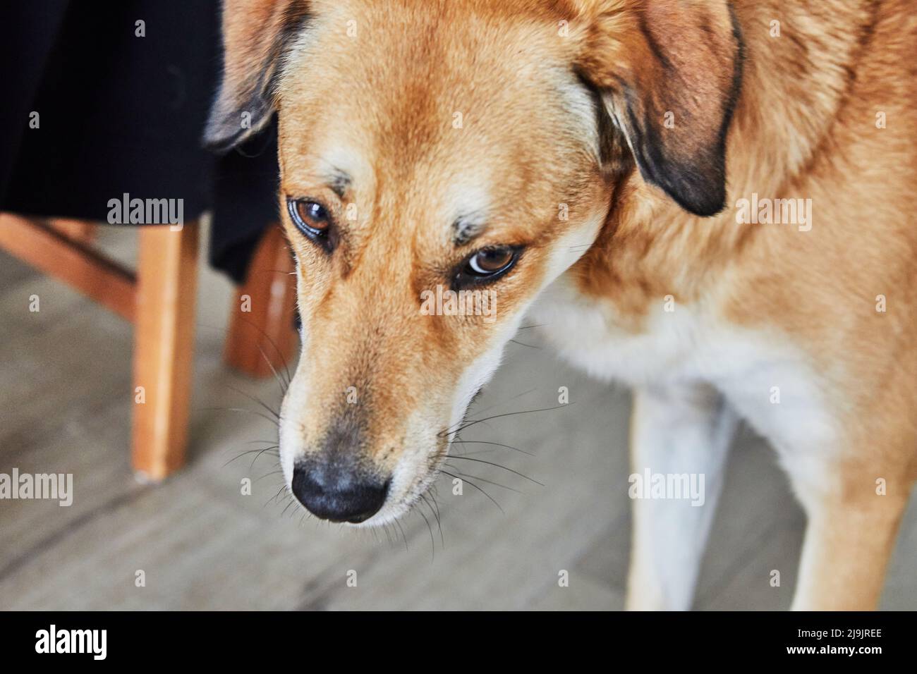 Niedlicher roter Hund mit traurigen Augen steht im Zimmer auf dem Boden und wartet auf den Besitzer Stockfoto