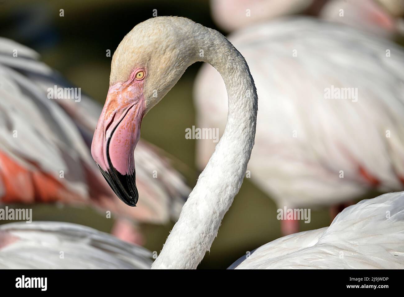 Nahaufnahme des Flamingos (Phoenicopterus ruber) im Wasser vom Profil aus gesehen, in der Camargue ist eine natürliche Region südlich von Arles in Frankreich Stockfoto
